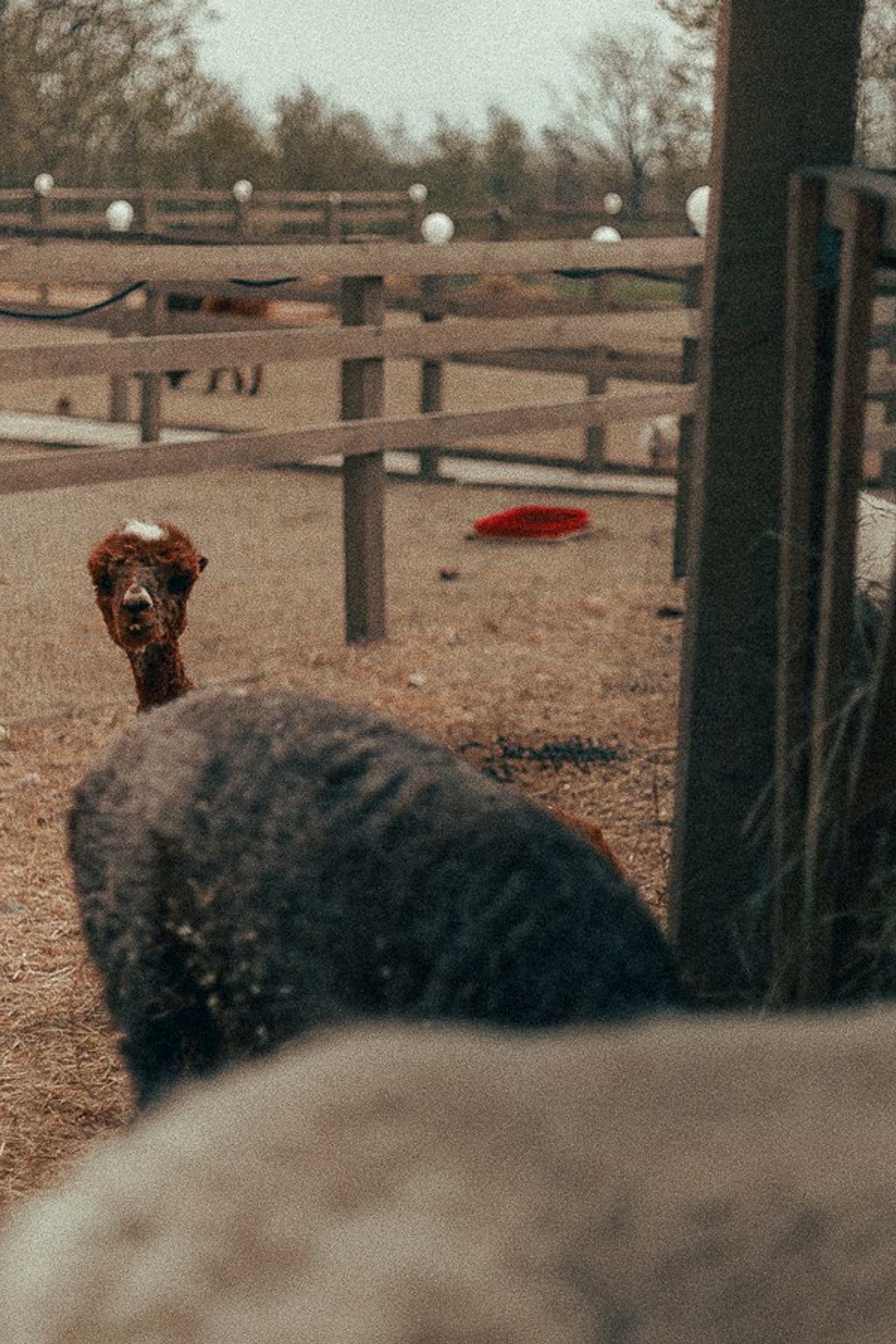 Ферма Альпак. Oskar Dallas™