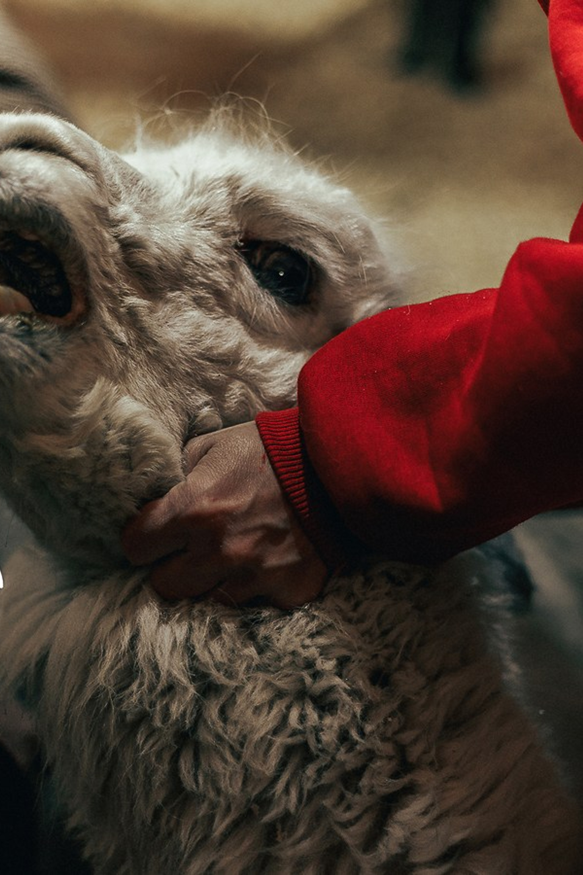 Ферма Альпак. Oskar Dallas™