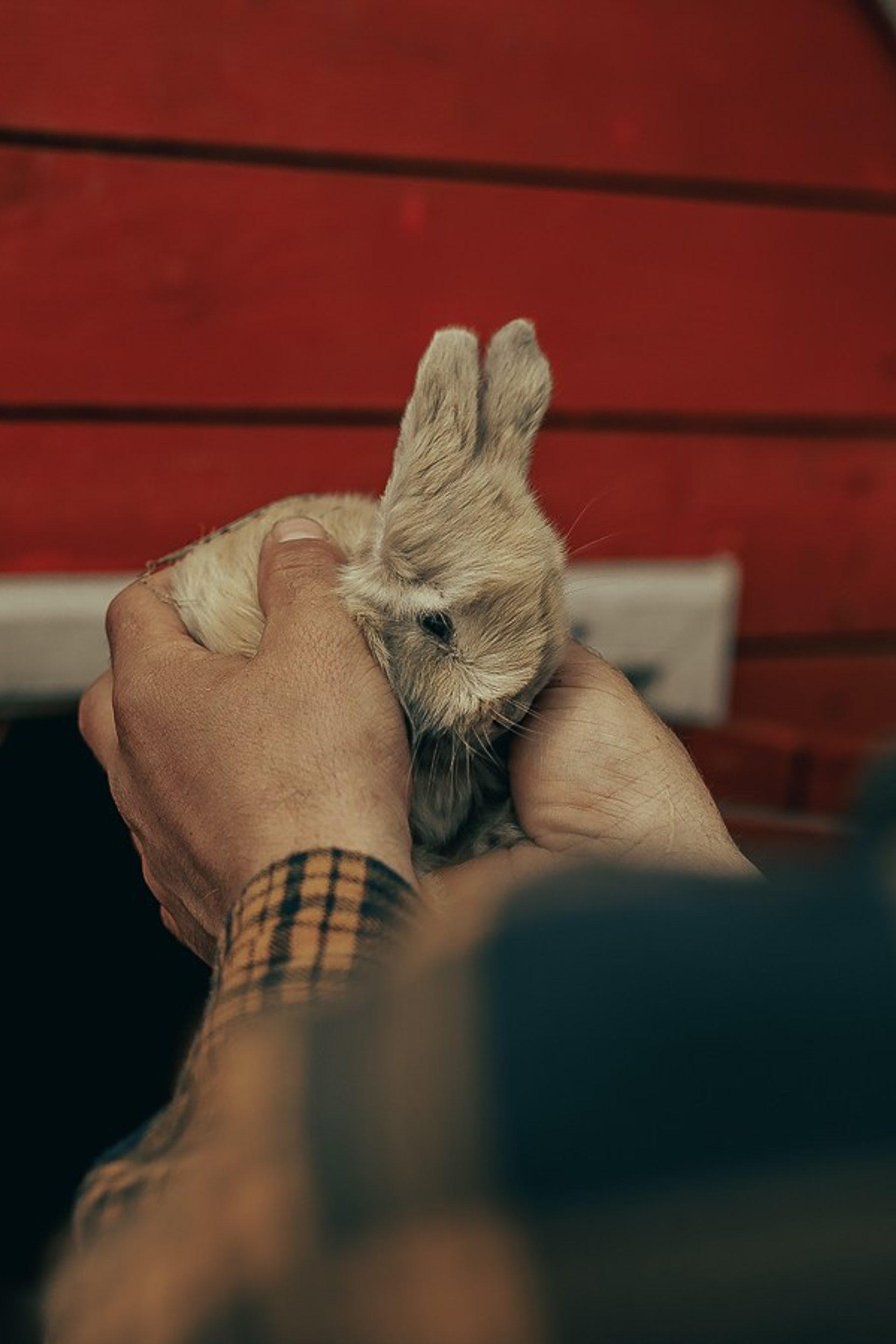 Ферма Альпак. Oskar Dallas™