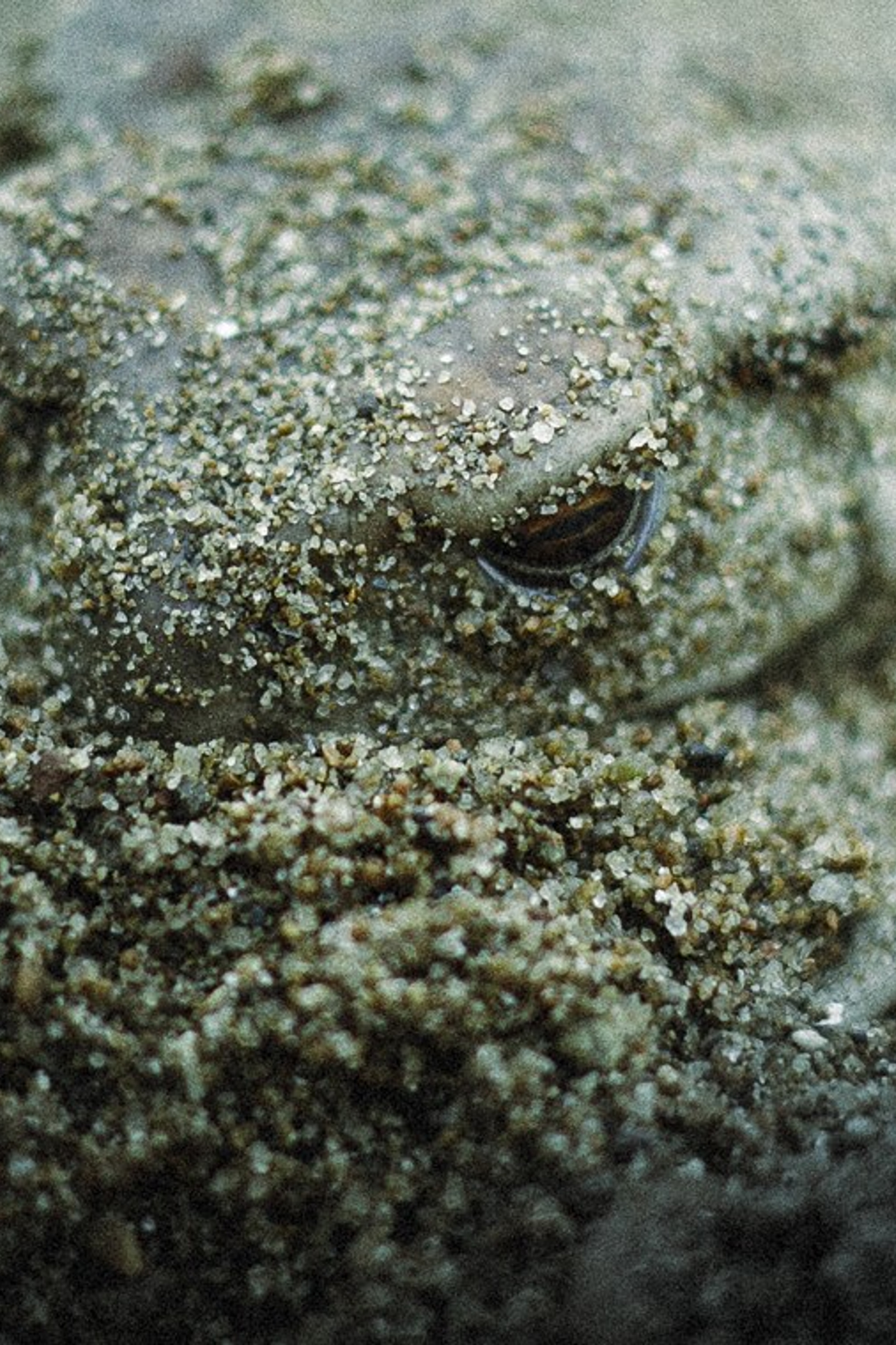 MOODY BLUE. Oskar Dallas™