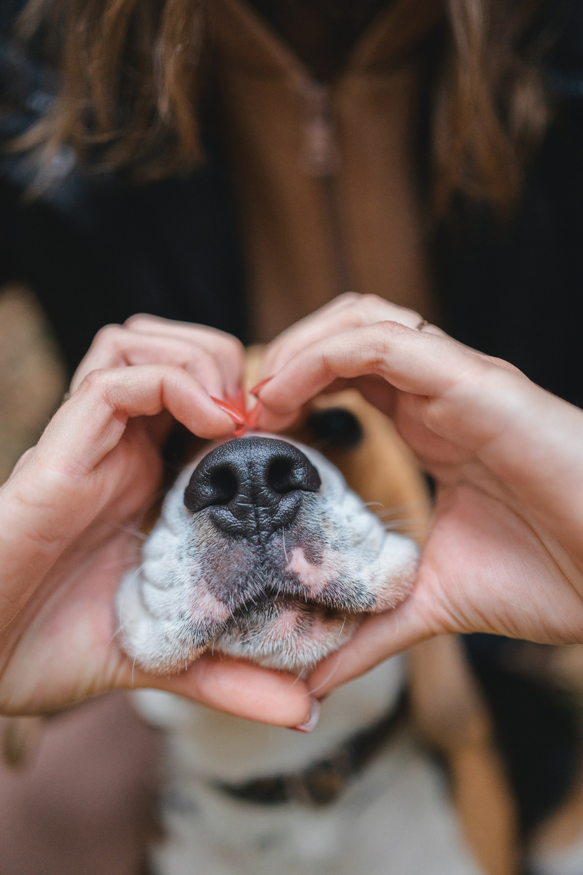 Полезное. Фотограф Анималист в Москве Анастасия Жучкова