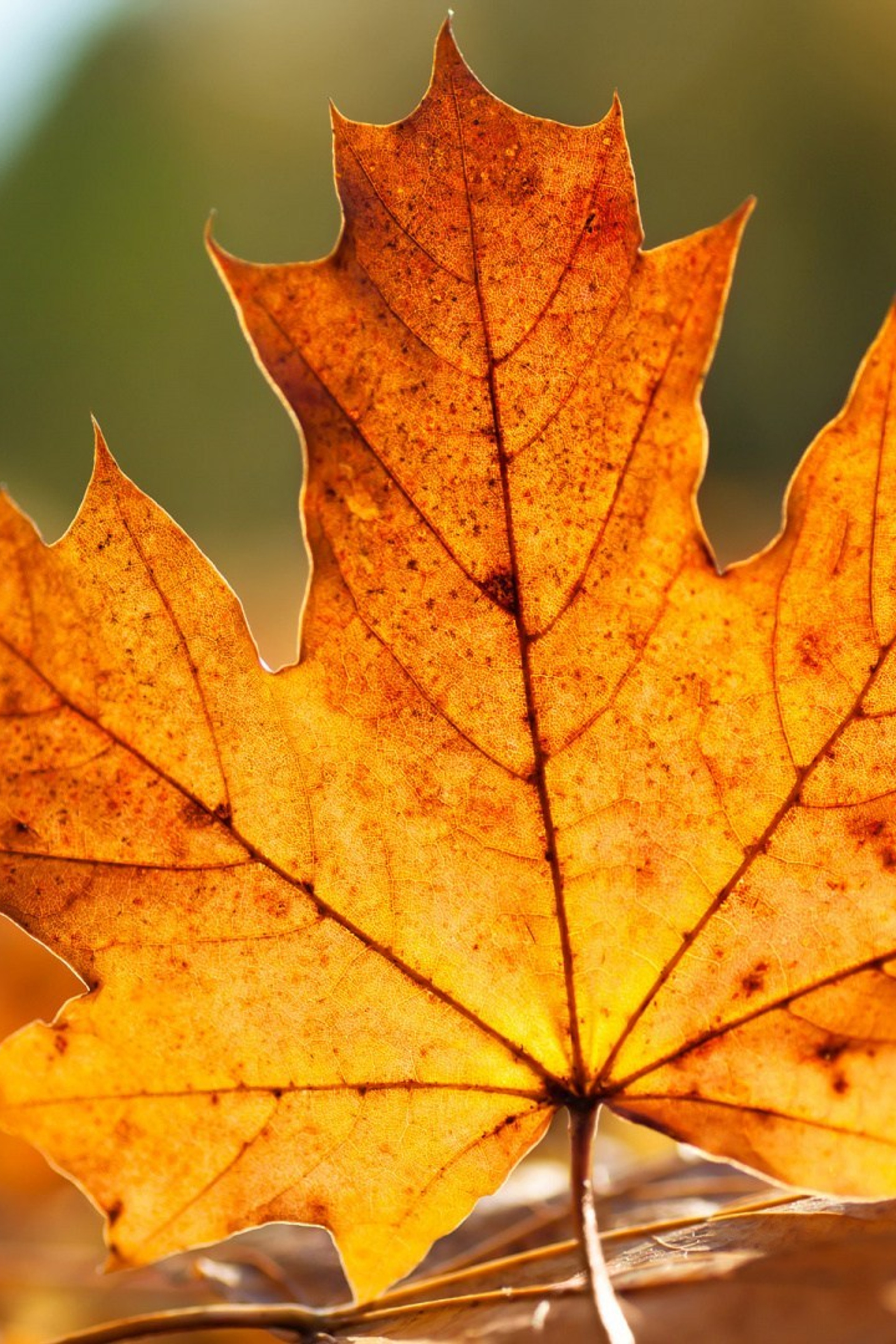 Отзывы. Фотограф в Петрозаводске BellaDonna