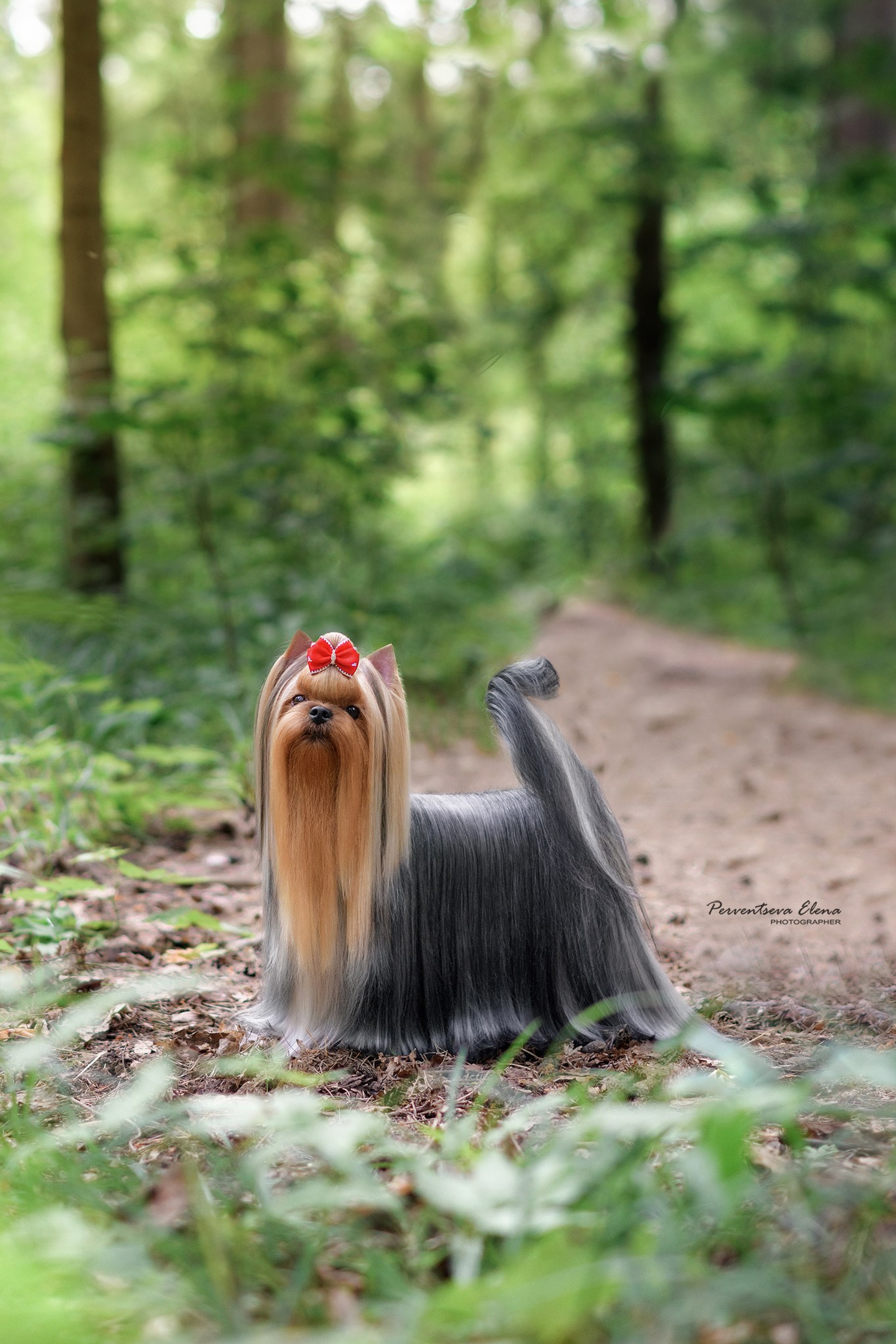 Йоркширский терьер. Мемориал. Питомник Воле'Т Шоу Vole'T Shou. Йоркширский терьер — питомник йоркширских терьеров Vole'T Shou