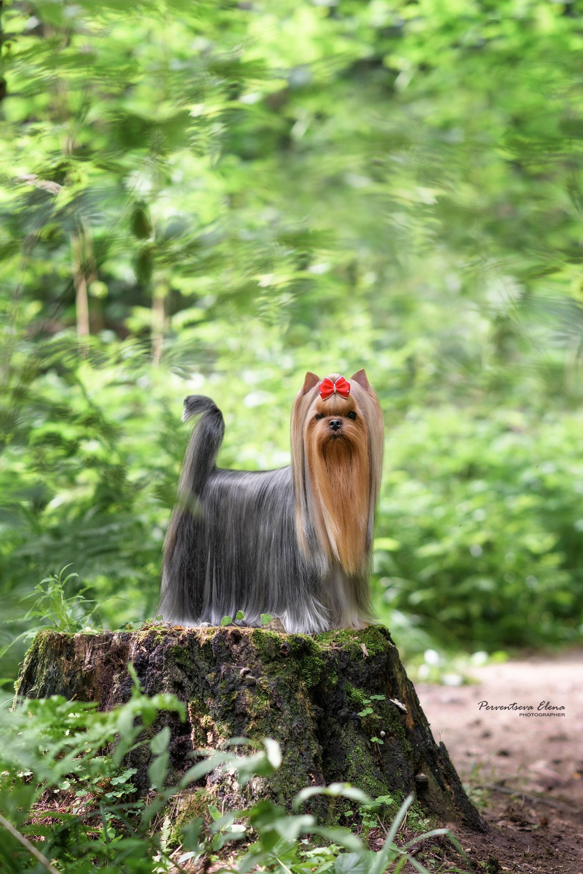 Йоркширский терьер. Мемориал. Питомник Воле'Т Шоу Vole'T Shou. Йоркширский терьер — питомник йоркширских терьеров Vole'T Shou