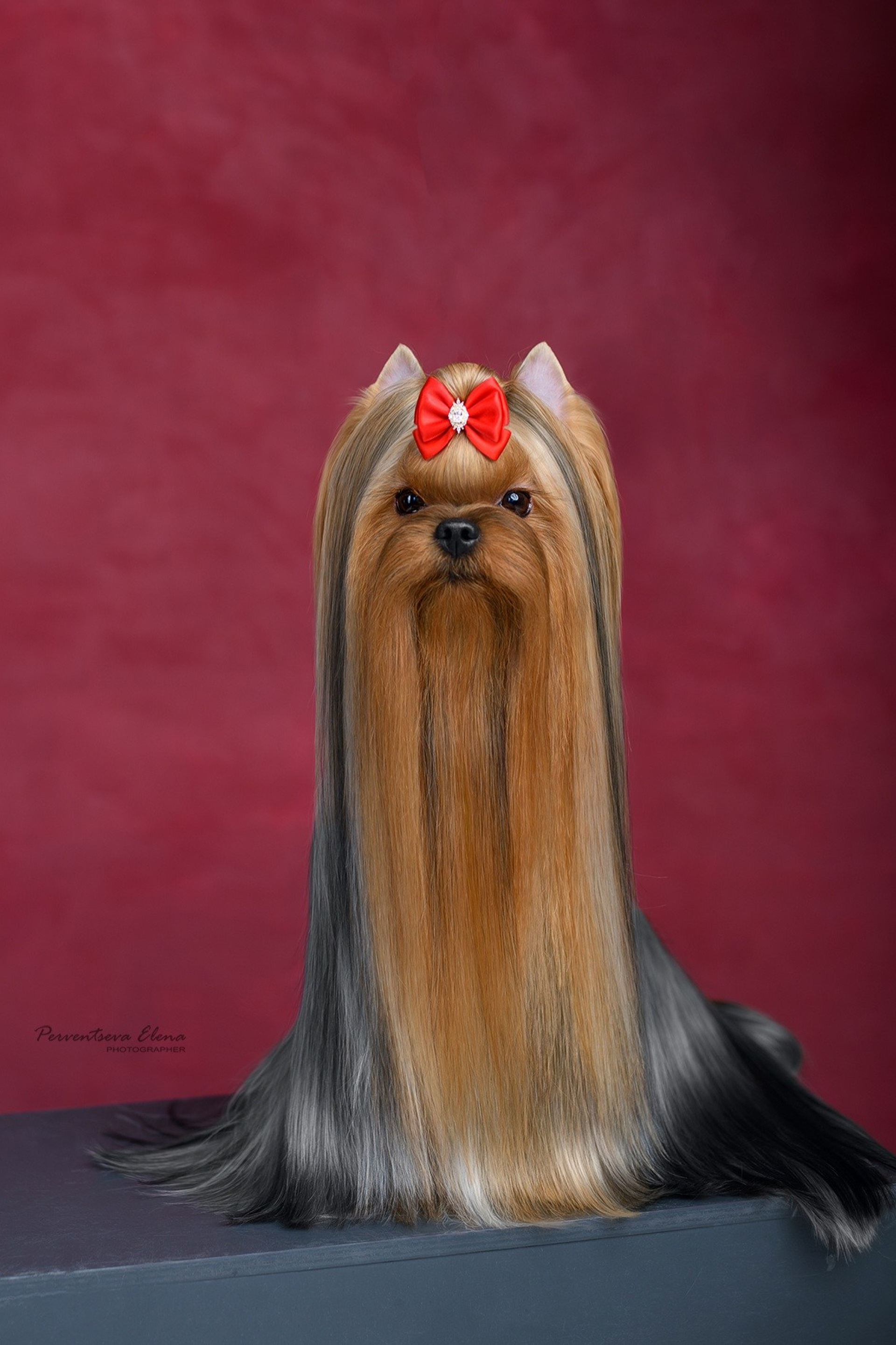 Йоркширский терьер. Мемориал. Питомник Воле'Т Шоу Vole'T Shou. Йоркширский терьер — питомник йоркширских терьеров Vole'T Shou