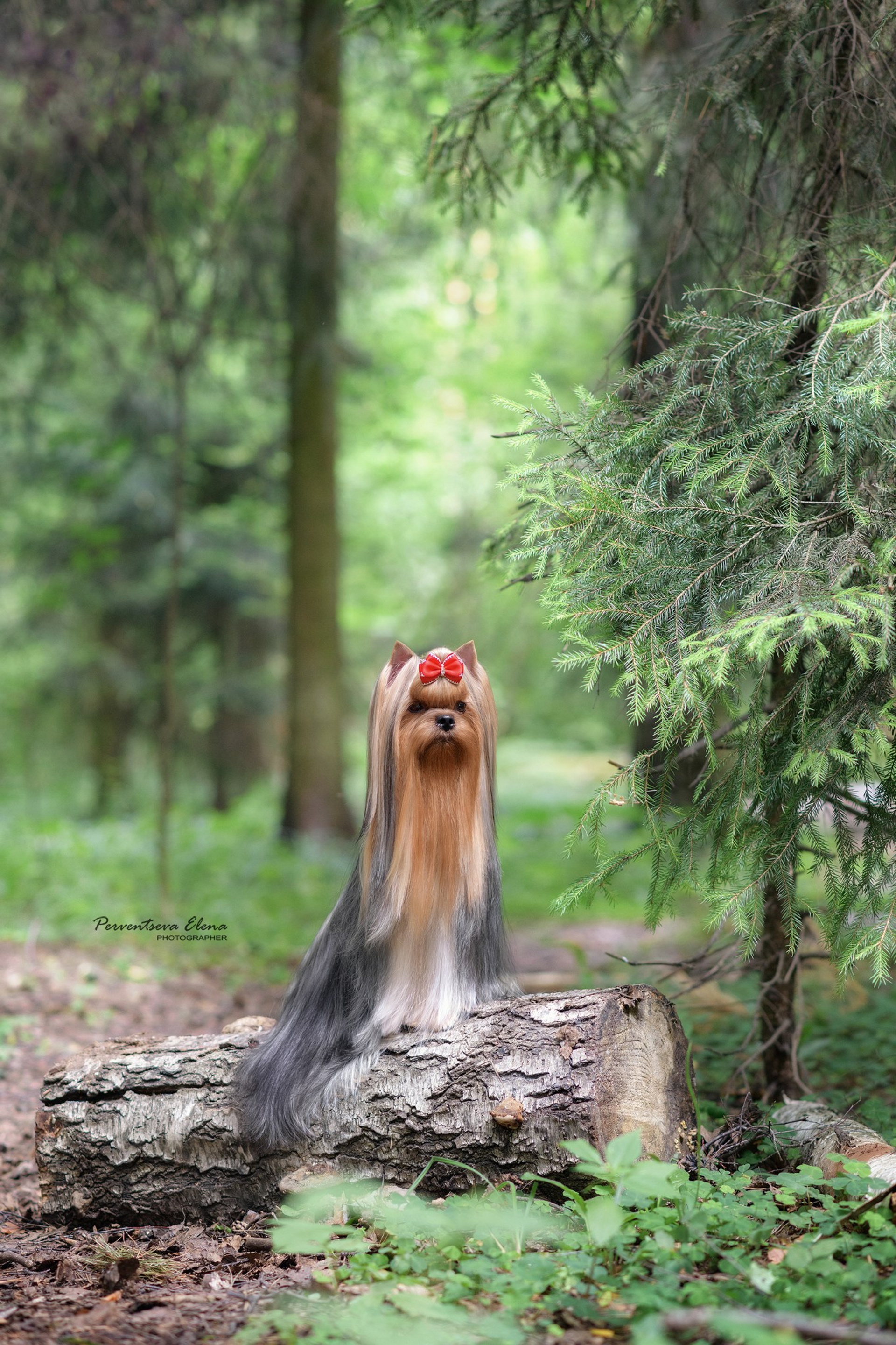 Йоркширский терьер. Мемориал. Питомник Воле'Т Шоу Vole'T Shou. Йоркширский терьер — питомник йоркширских терьеров Vole'T Shou