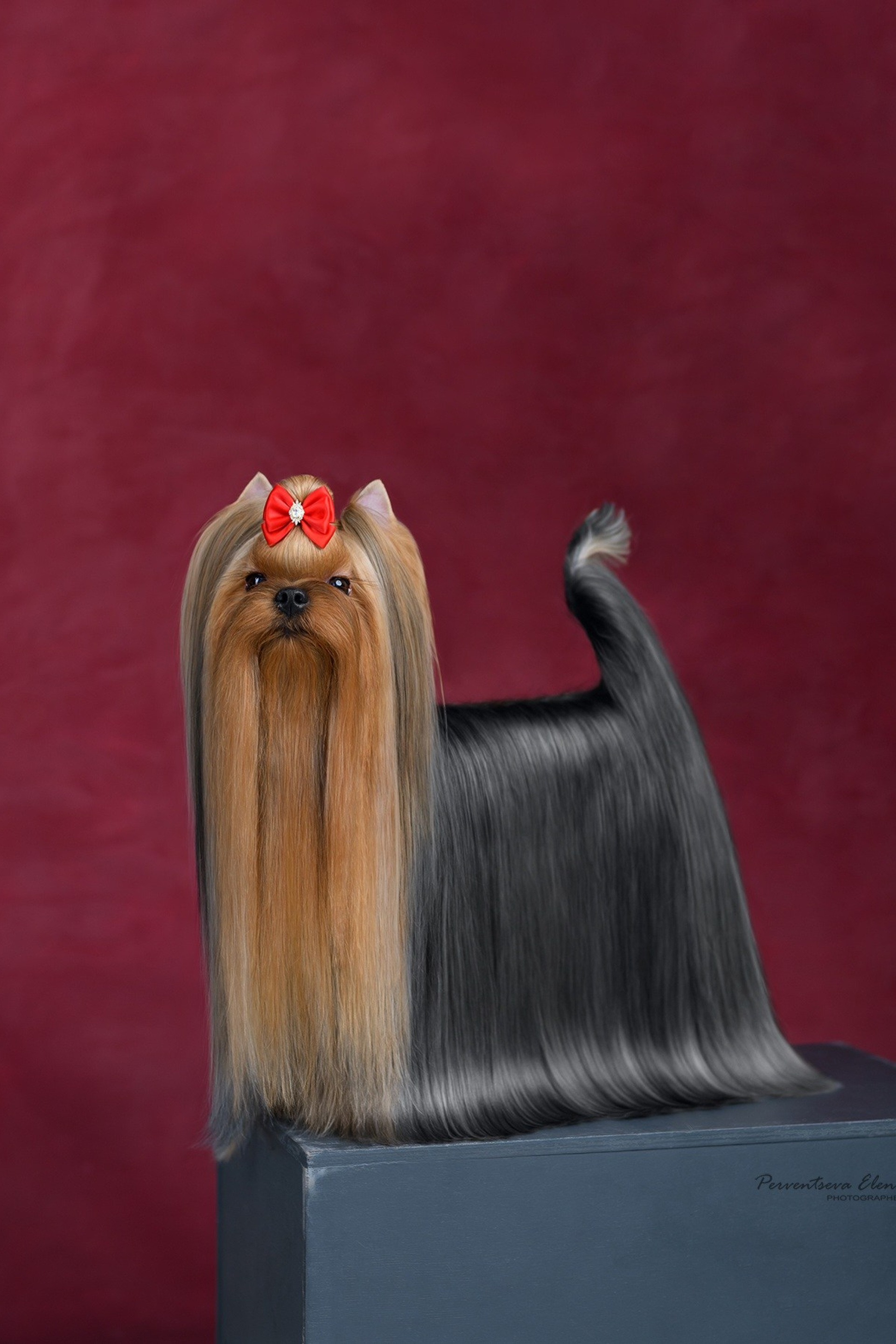 Йоркширский терьер. Мемориал. Питомник Воле'Т Шоу Vole'T Shou. Йоркширский терьер — питомник йоркширских терьеров Vole'T Shou