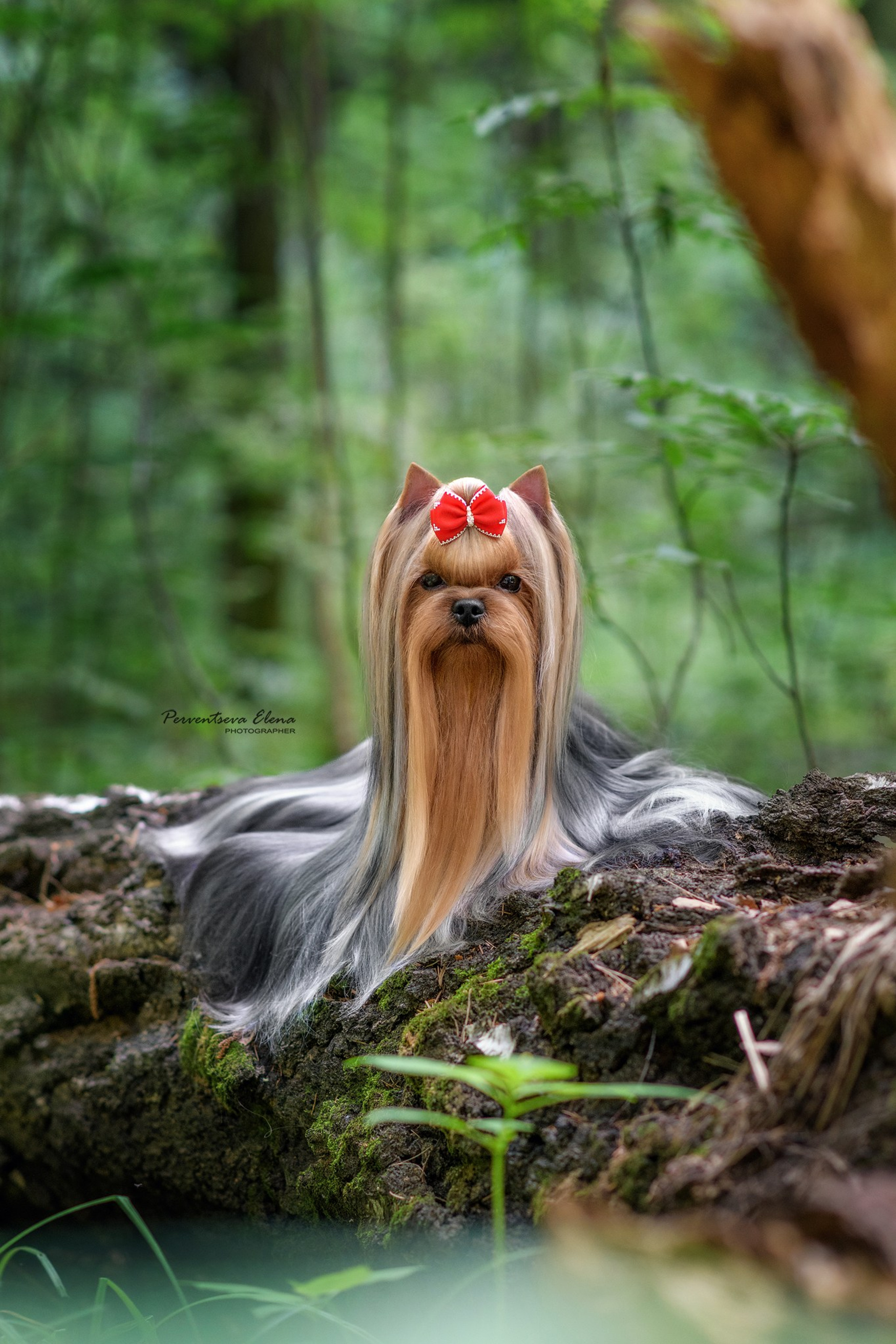 Йоркширский терьер. Мемориал. Питомник Воле'Т Шоу Vole'T Shou. Йоркширский терьер — питомник йоркширских терьеров Vole'T Shou