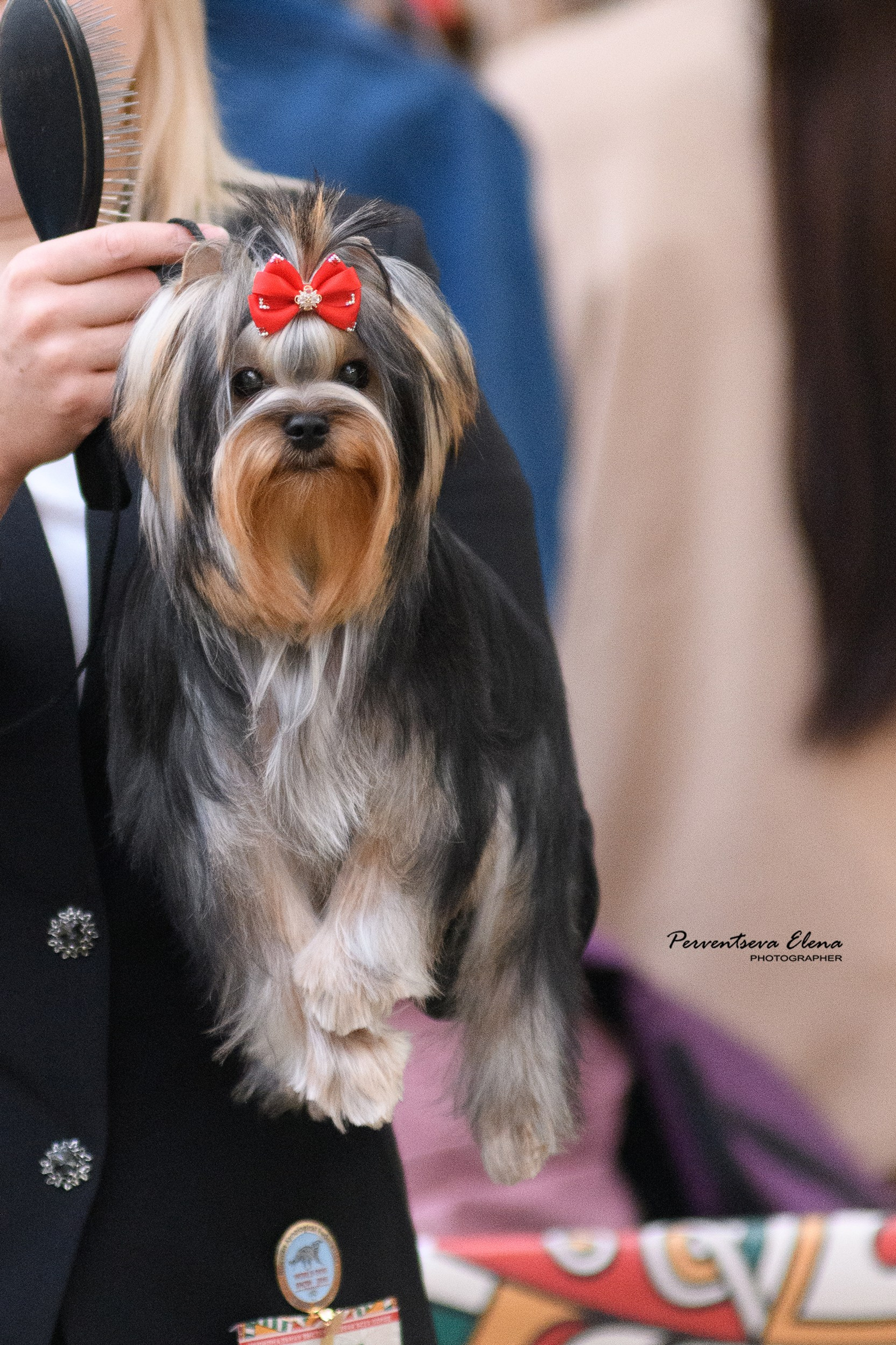 Йоркширский терьер. Мемориал. Питомник Воле'Т Шоу Vole'T Shou. Йоркширский терьер — питомник йоркширских терьеров Vole'T Shou