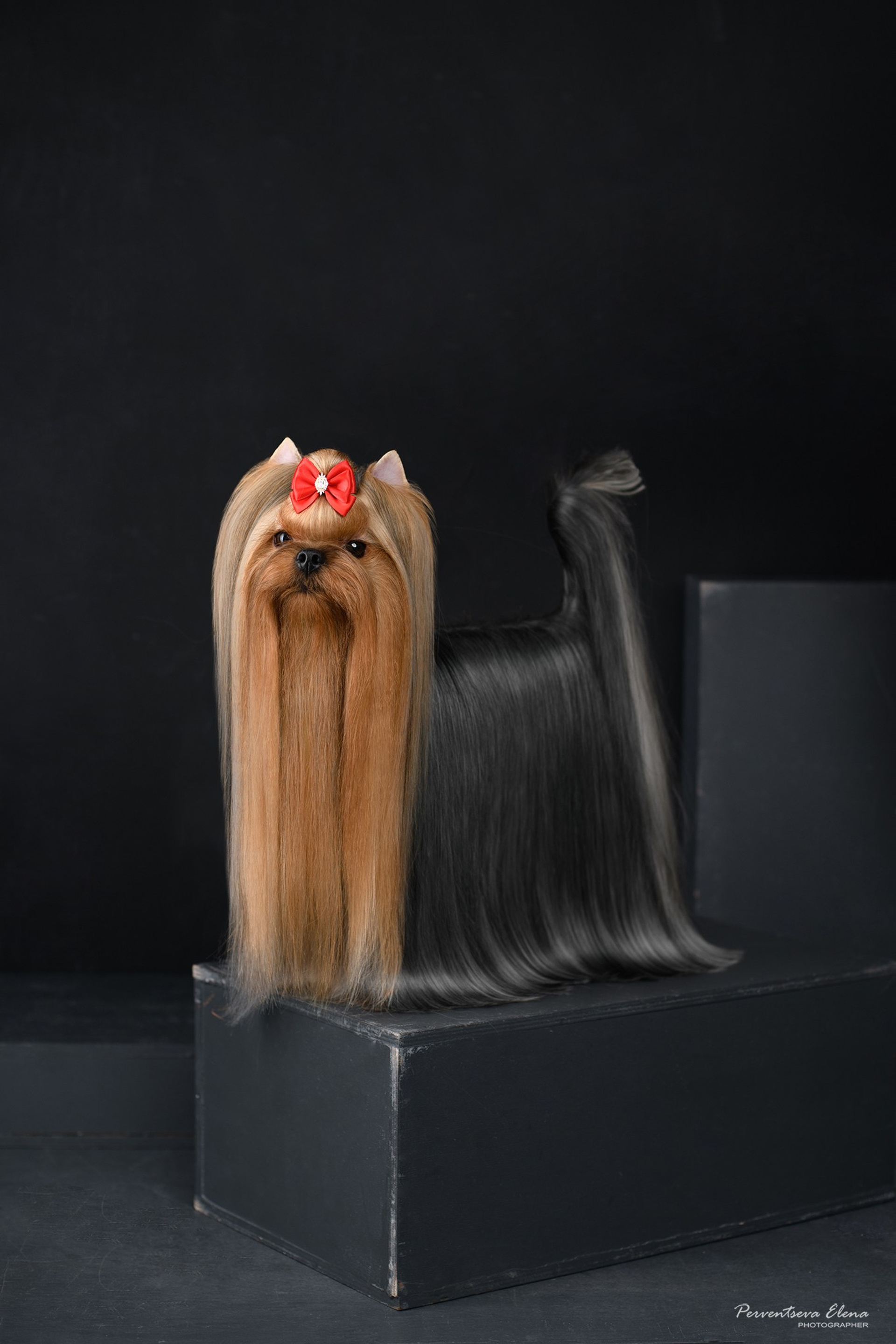 Йоркширский терьер. Мемориал. Питомник Воле'Т Шоу Vole'T Shou. Йоркширский терьер — питомник йоркширских терьеров Vole'T Shou