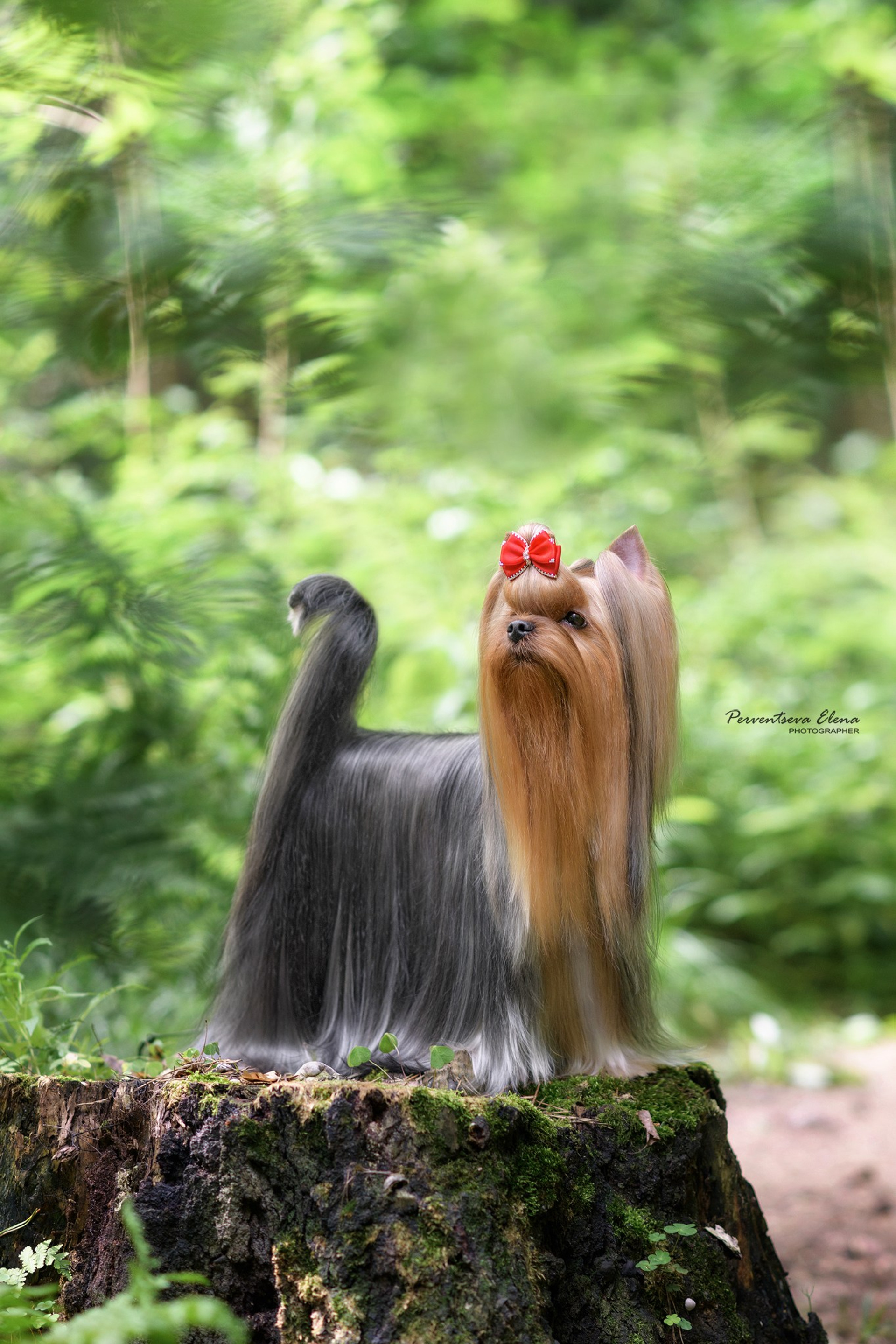 Йоркширский терьер. Мемориал. Питомник Воле'Т Шоу Vole'T Shou. Йоркширский терьер — питомник йоркширских терьеров Vole'T Shou