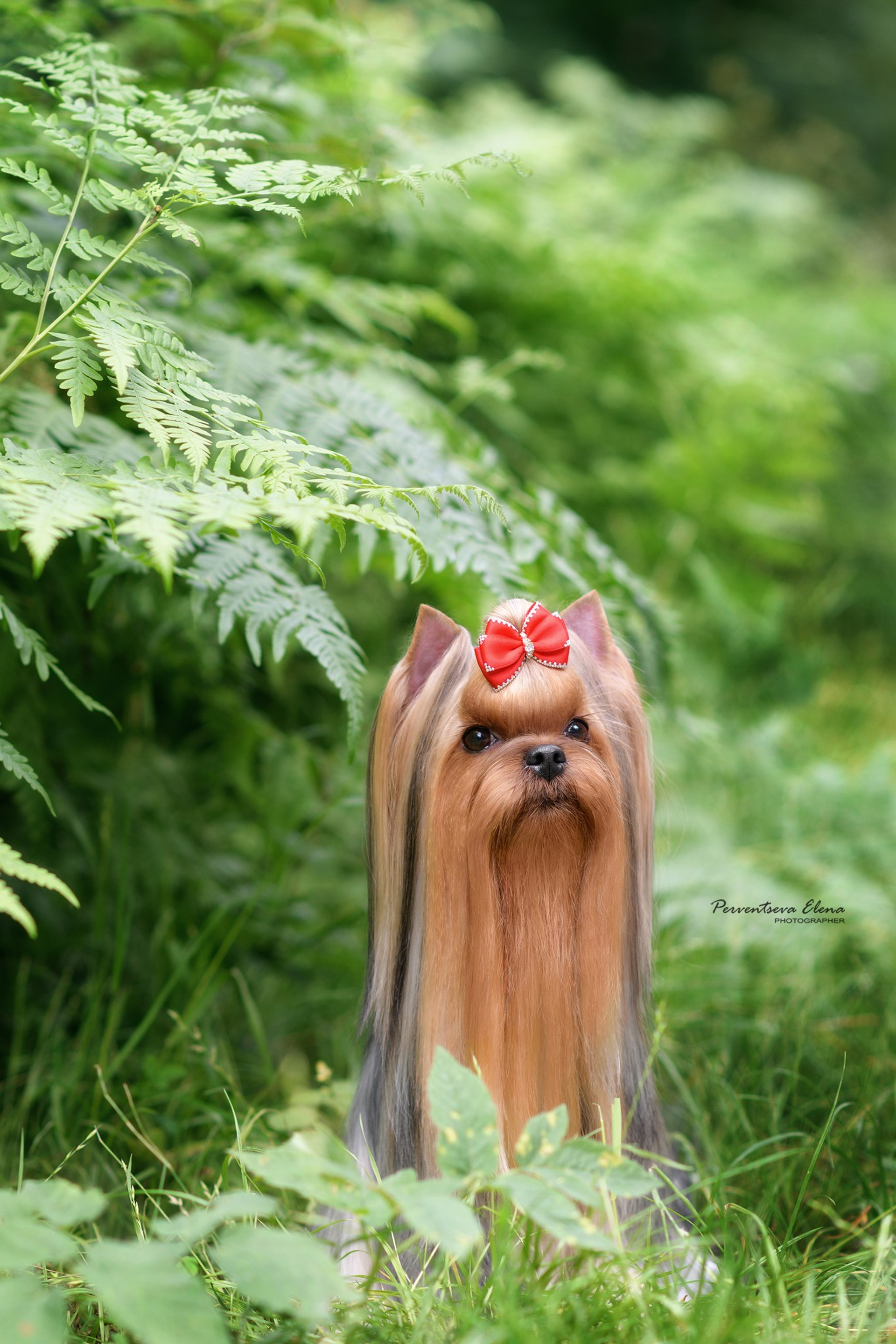 Йоркширский терьер. Мемориал. Питомник Воле'Т Шоу Vole'T Shou. Йоркширский терьер — питомник йоркширских терьеров Vole'T Shou