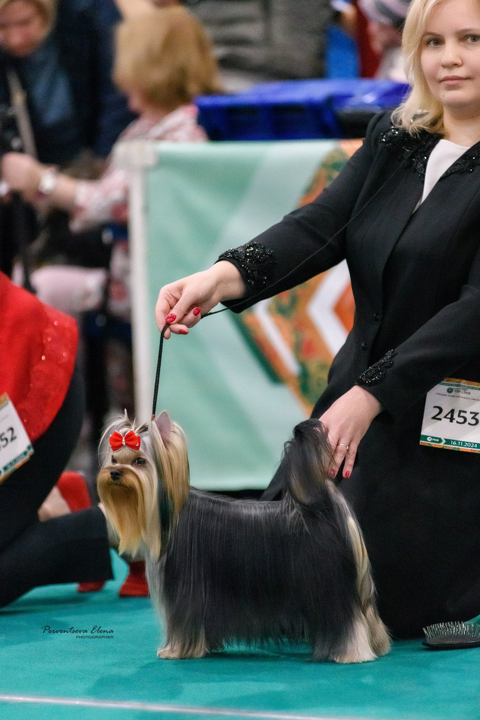 Йоркширский терьер. Мемориал. Питомник Воле'Т Шоу Vole'T Shou. Йоркширский терьер — питомник йоркширских терьеров Vole'T Shou