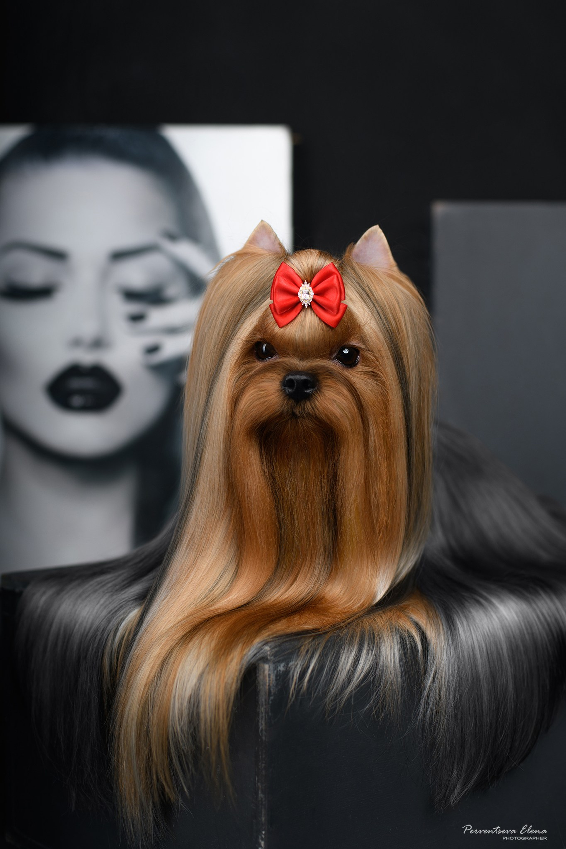 Йоркширский терьер. Мемориал. Питомник Воле'Т Шоу Vole'T Shou. Йоркширский терьер — питомник йоркширских терьеров Vole'T Shou