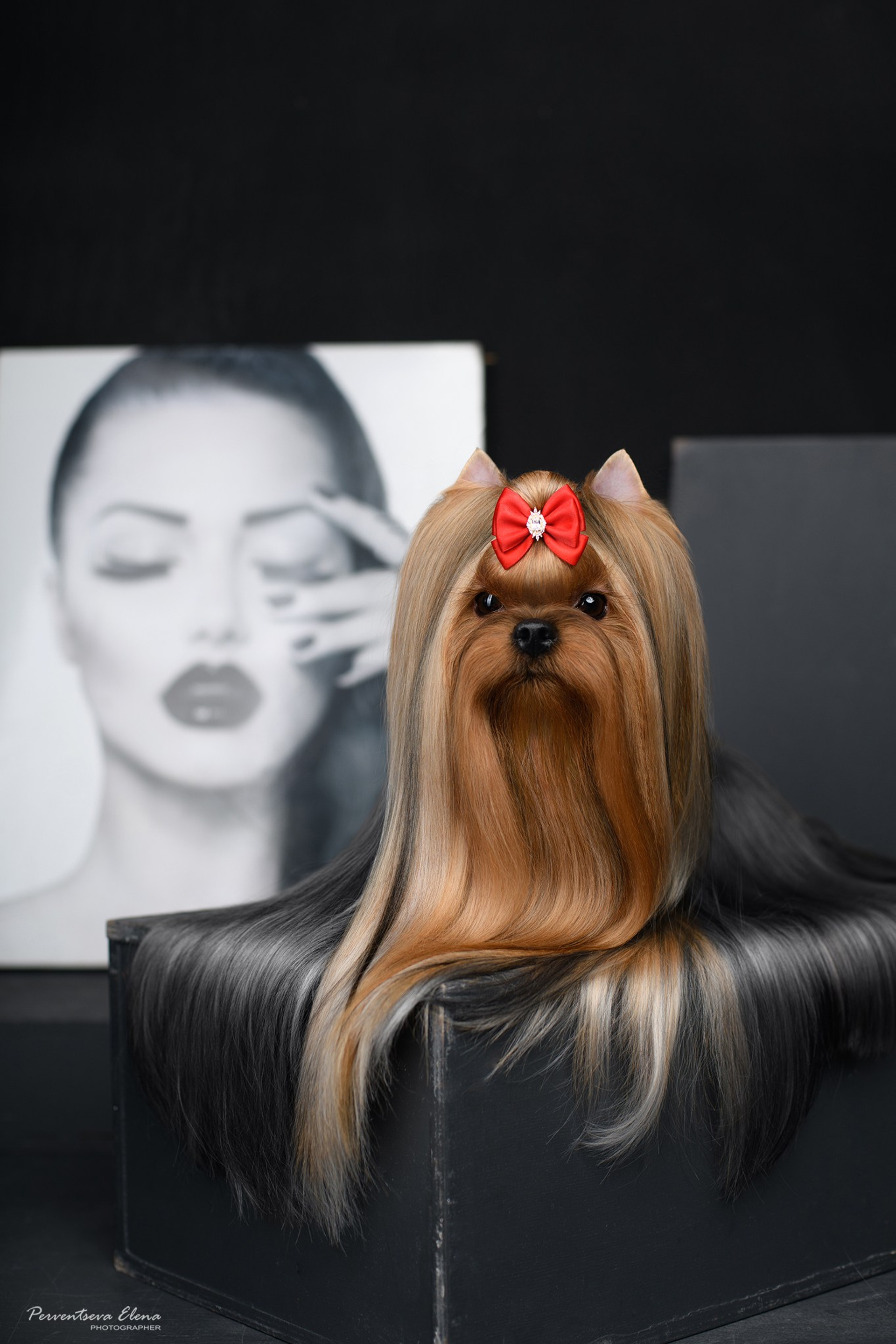 Йоркширский терьер. Мемориал. Питомник Воле'Т Шоу Vole'T Shou. Йоркширский терьер — питомник йоркширских терьеров Vole'T Shou