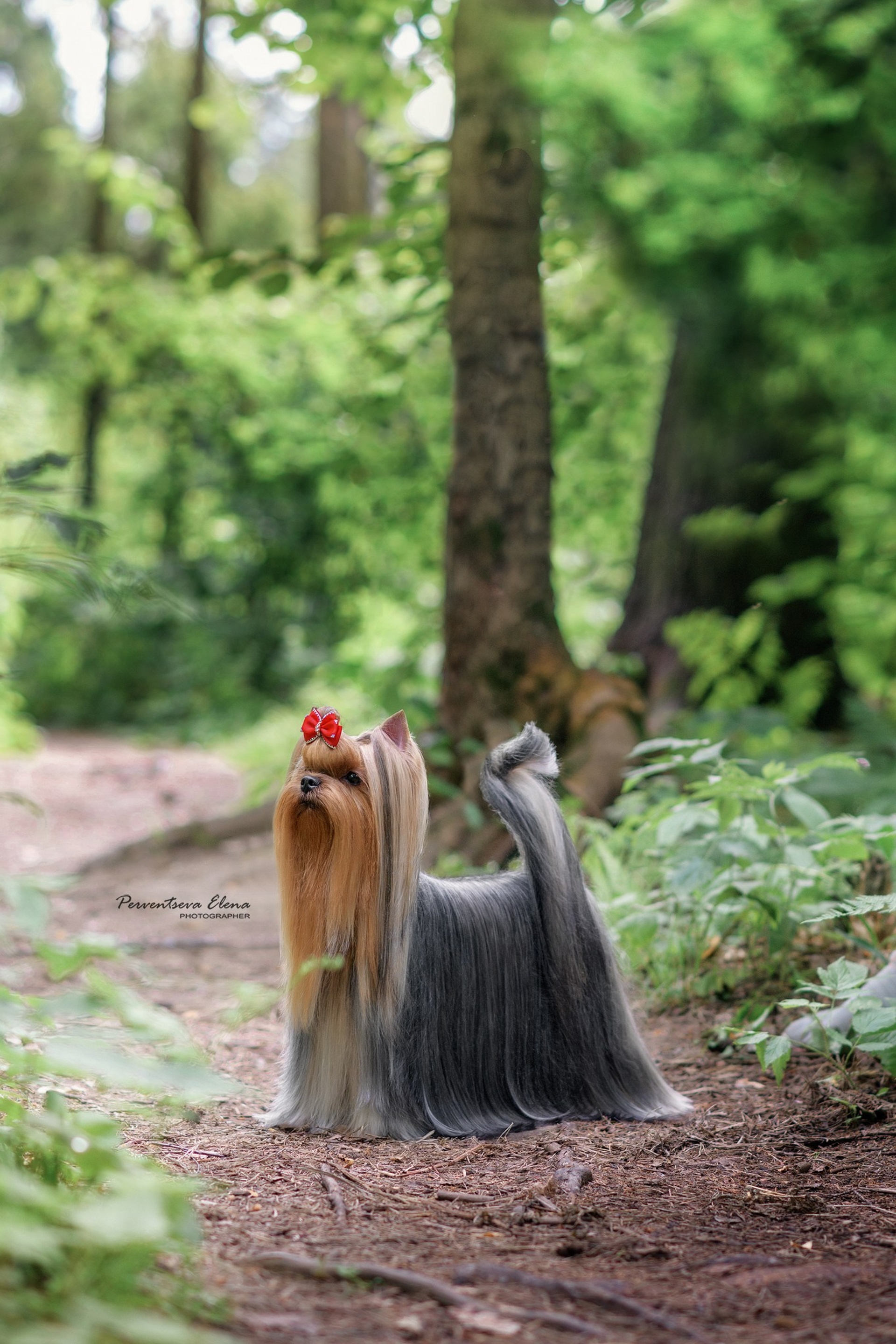 Йоркширский терьер. Мемориал. Питомник Воле'Т Шоу Vole'T Shou. Йоркширский терьер — питомник йоркширских терьеров Vole'T Shou