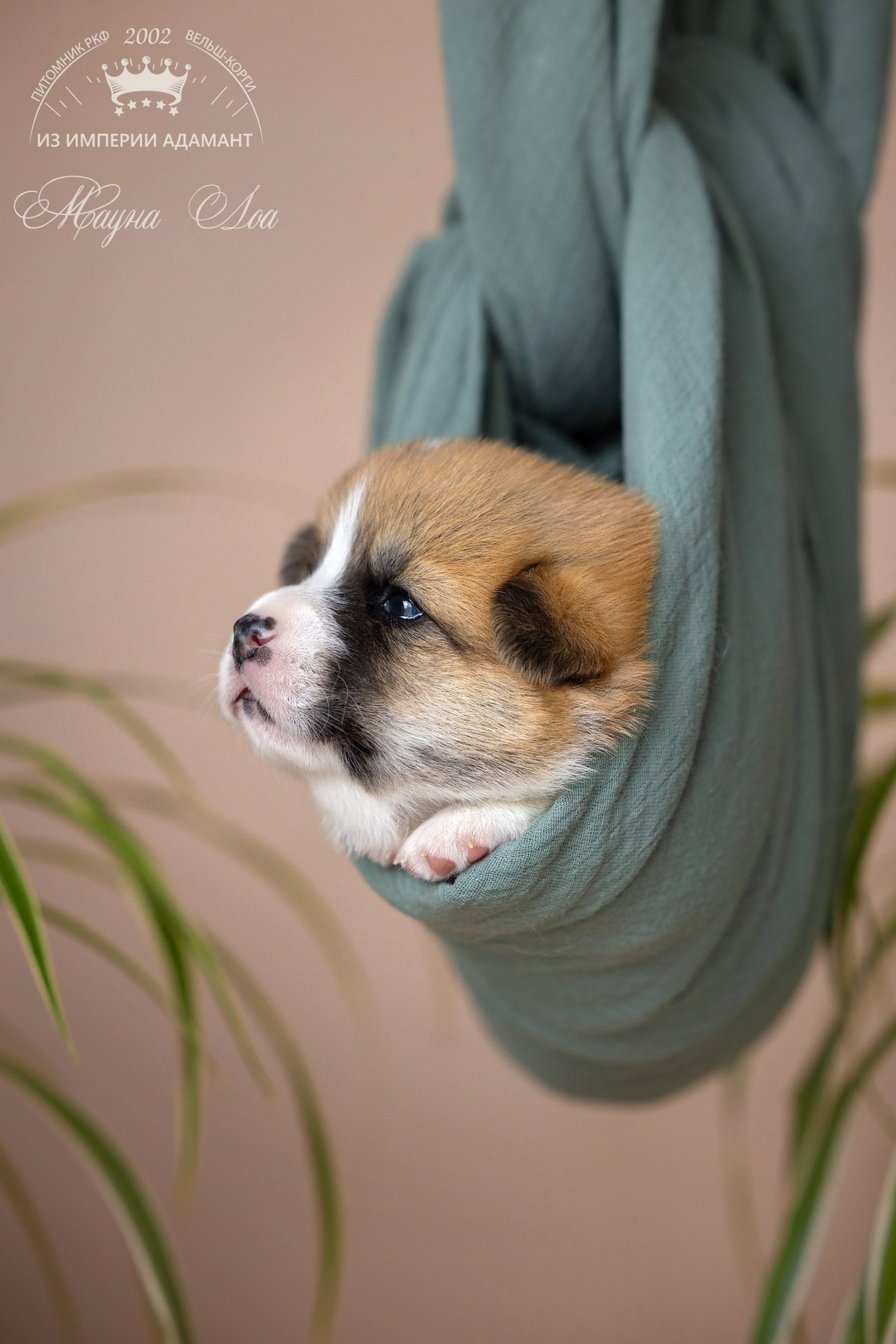 СЪЁМКА ЩЕНКОВ