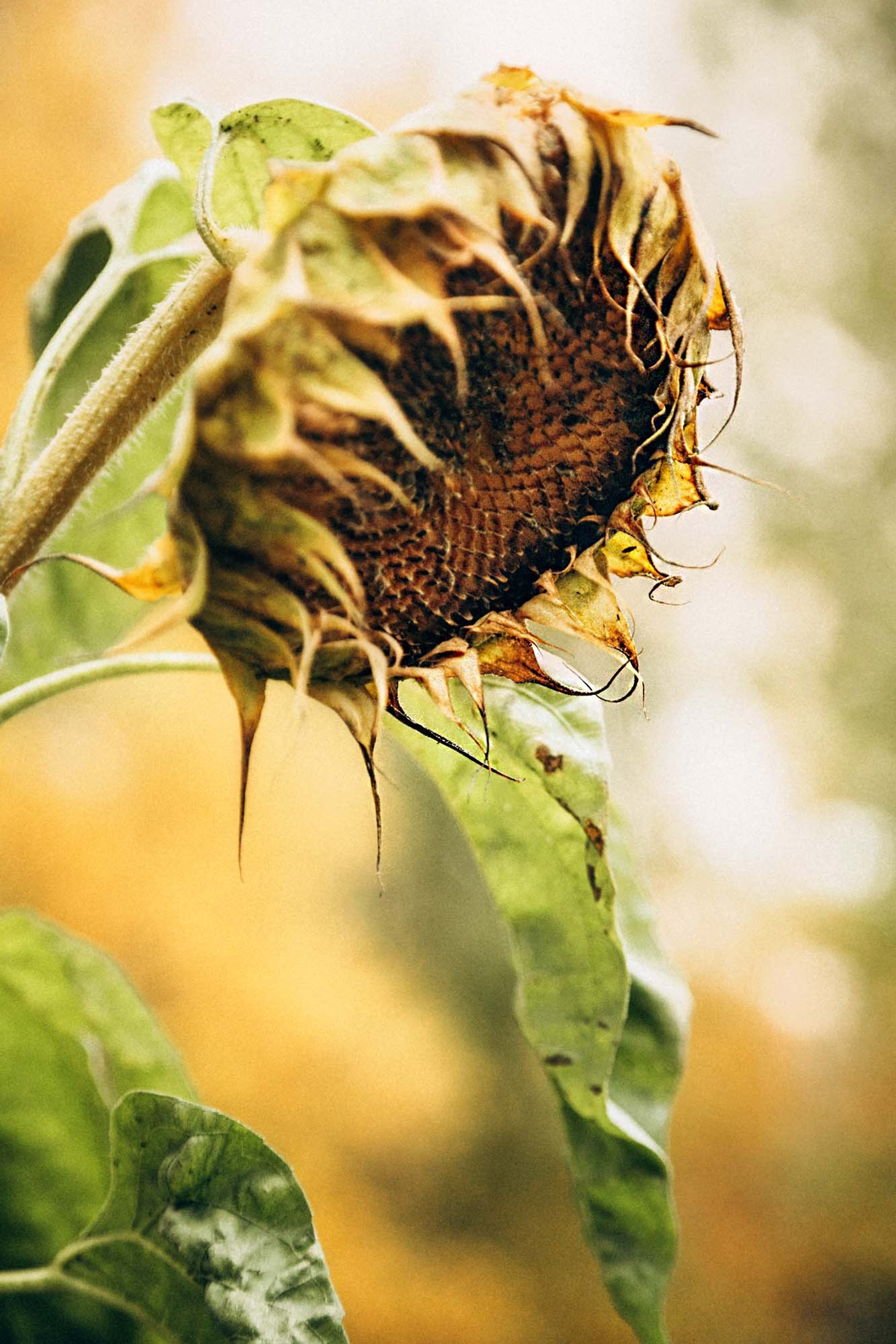 Истории. Семейный и детский фотограф в Санкт-Петербург. Natalia Fadel