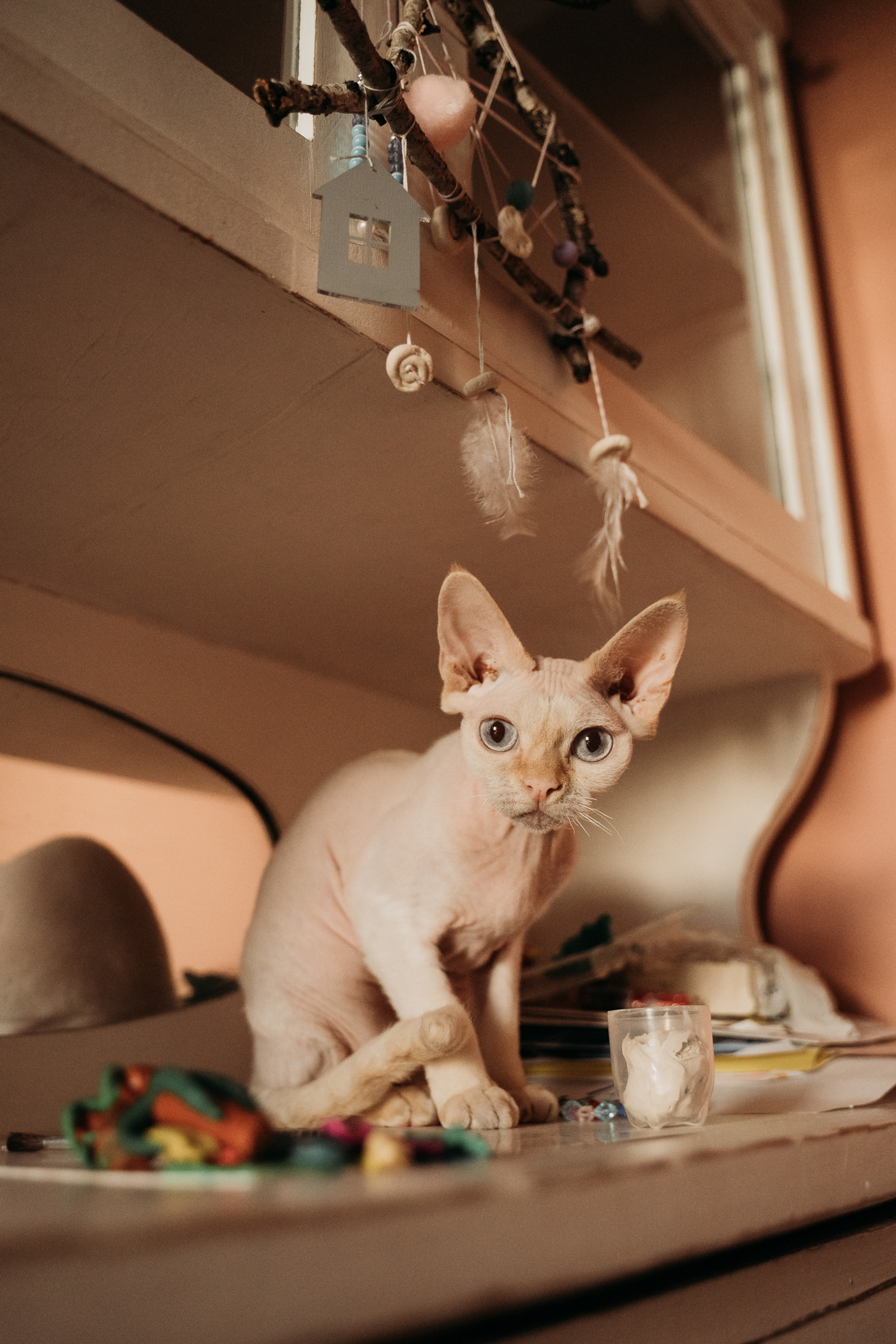 Домашняя история