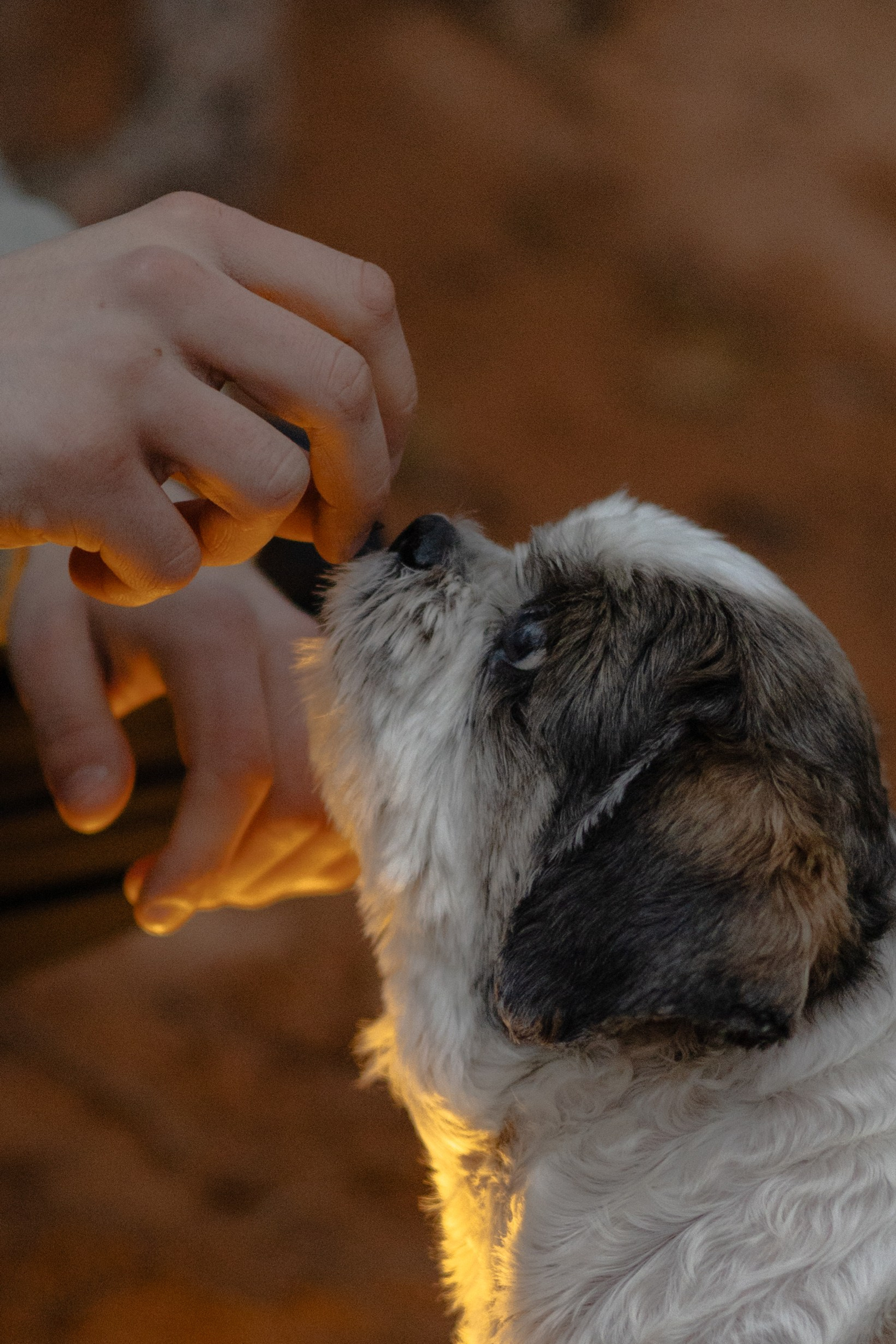 Влад и Франт