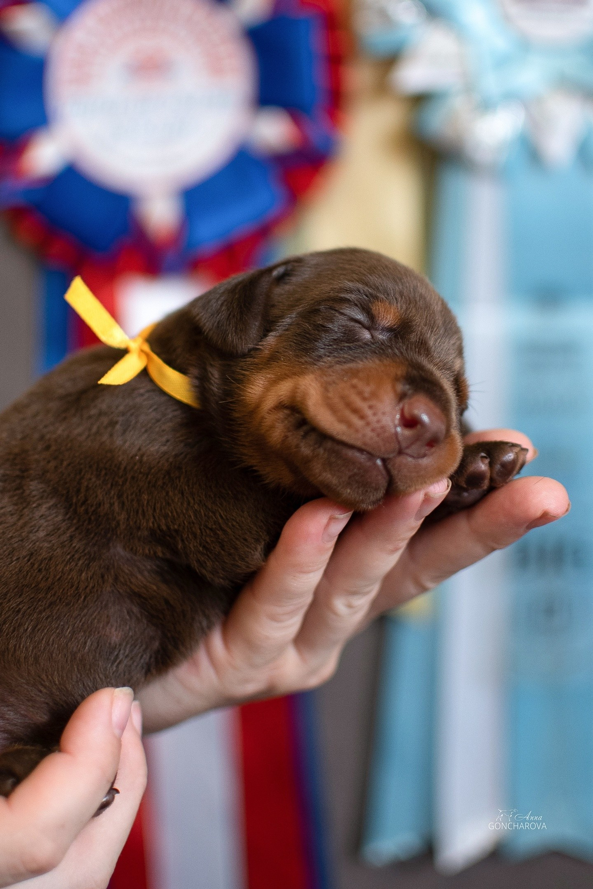 Съемка щенков