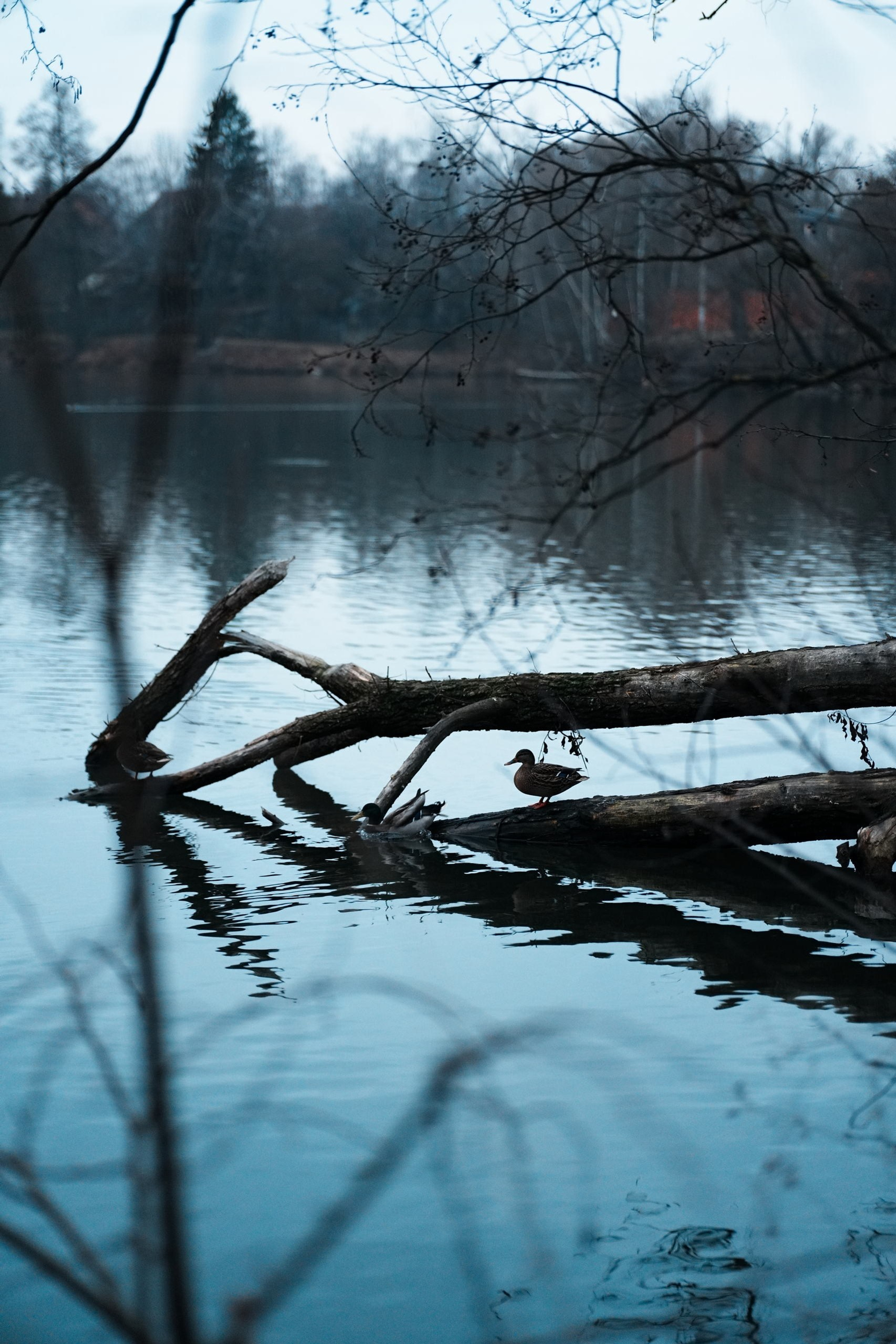 Федор Ратчин — фотограф