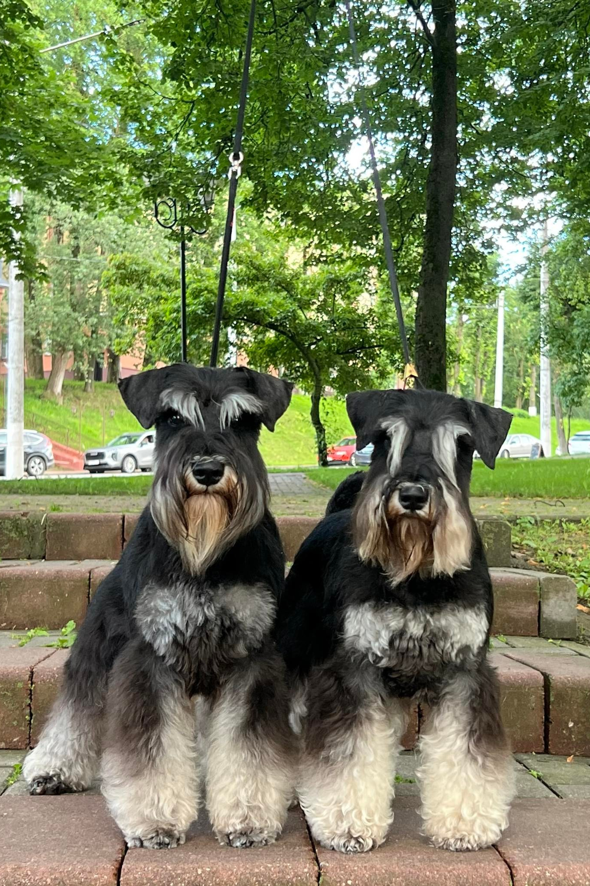 НОВОСТИ. Питомник цвергшнауцеров в Беларуси «Делинсо Бэлэнс»