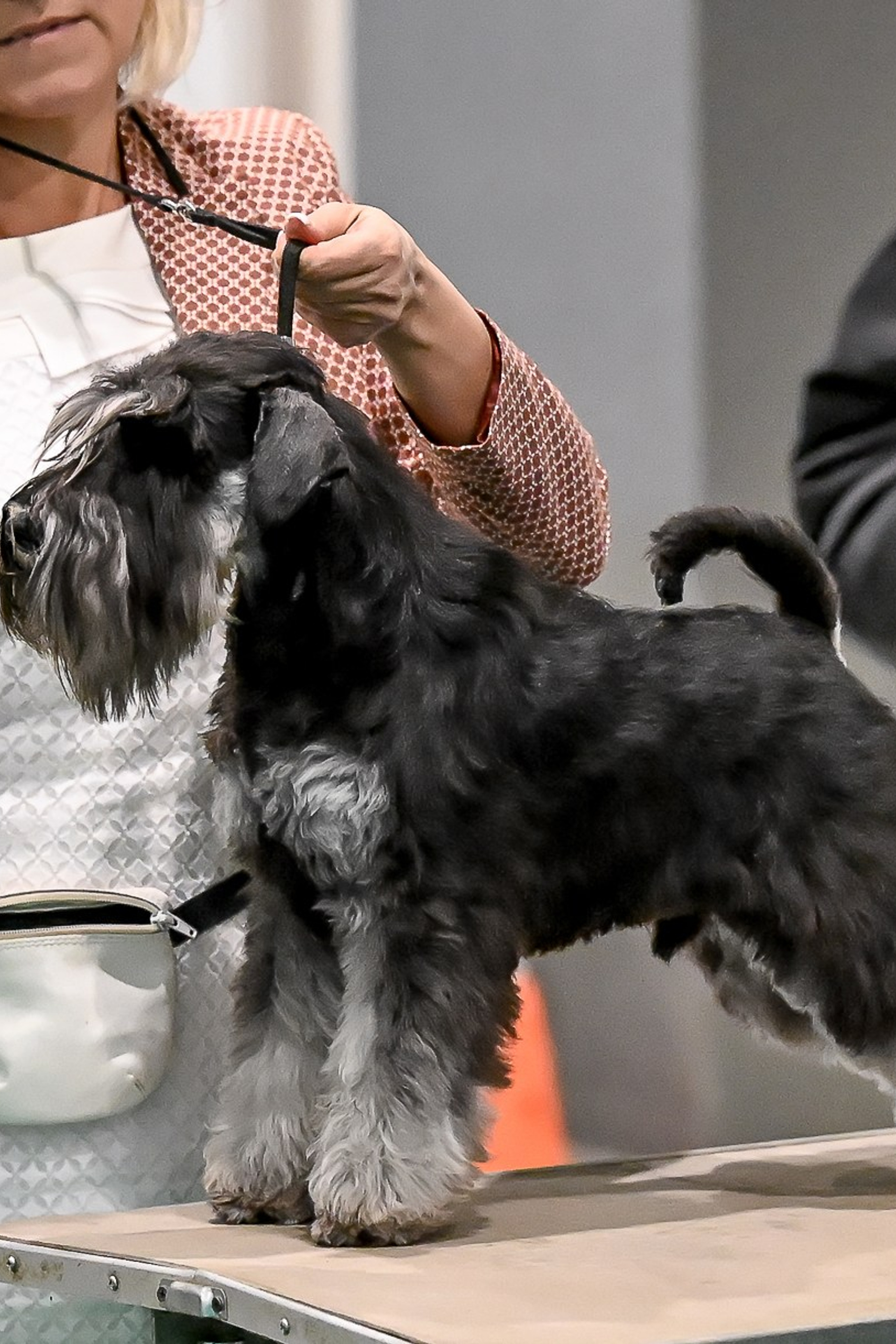 НОВОСТИ. Питомник цвергшнауцеров в Беларуси «Делинсо Бэлэнс»