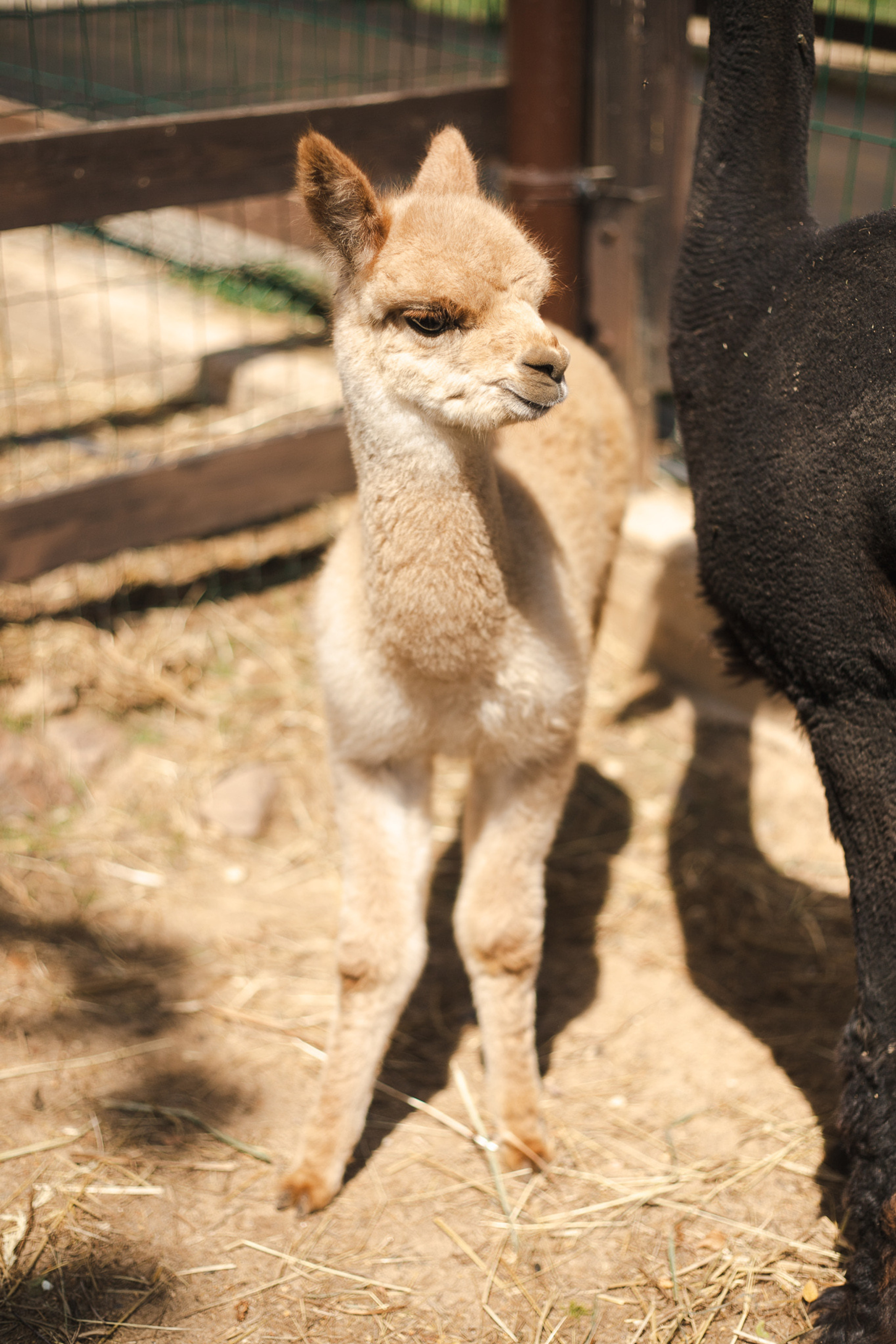 Фотосессии в студии и на природе. Фотограф в Иркутске Тома Кабанова