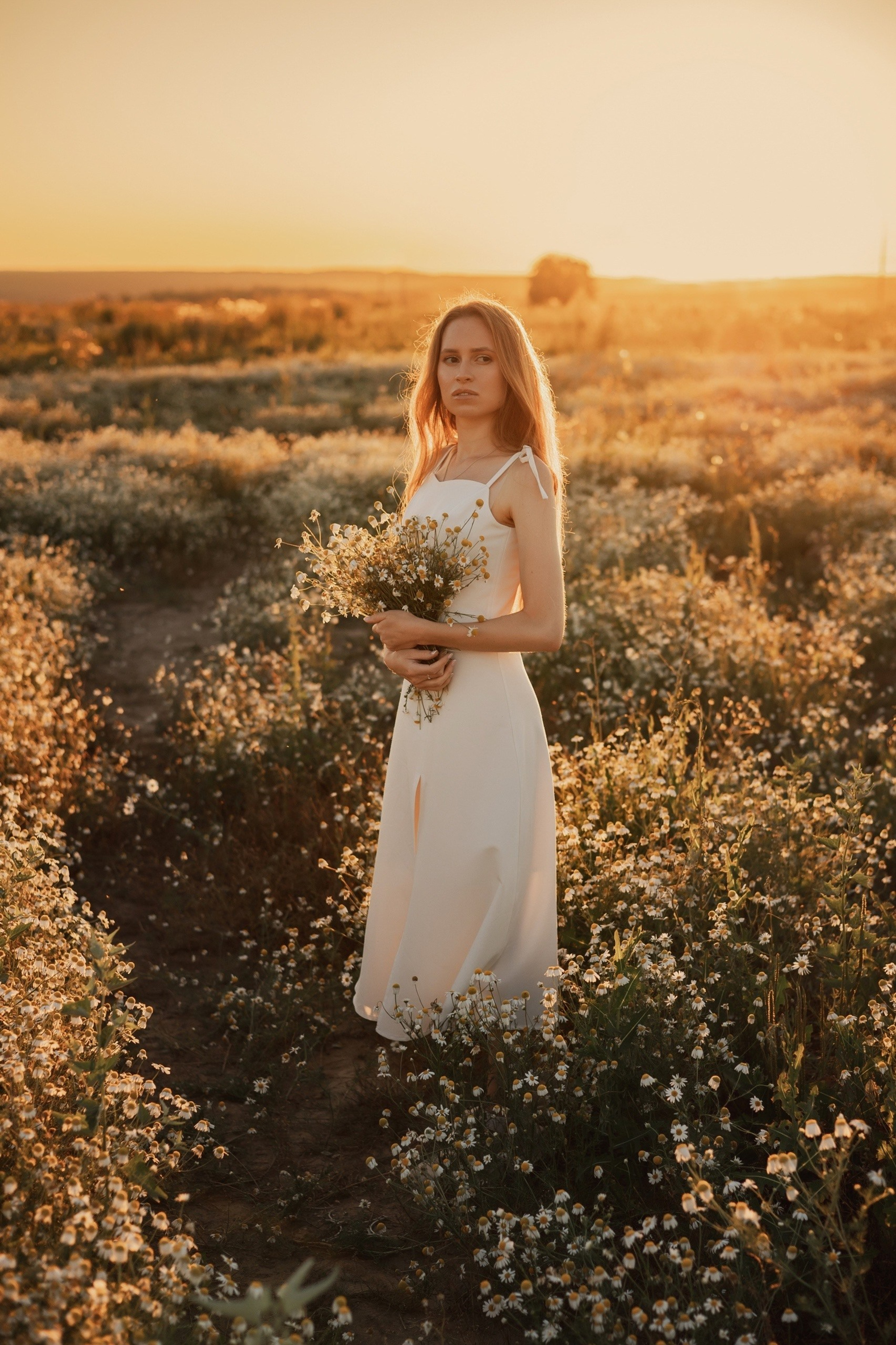 Ромашковое поле