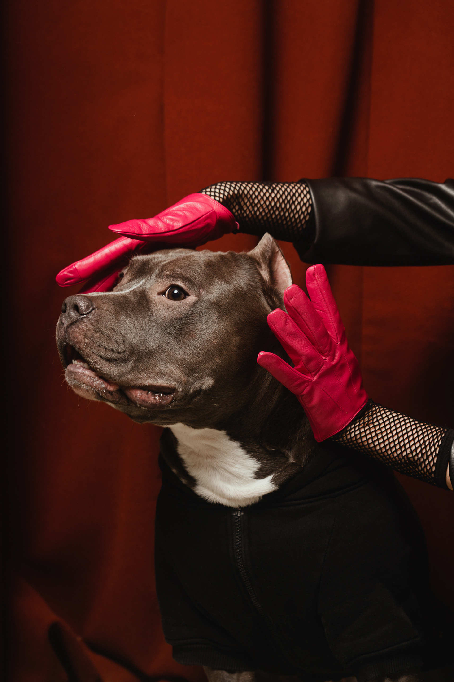 Груминг-салон «Pes» (совместно с Seasons Project)