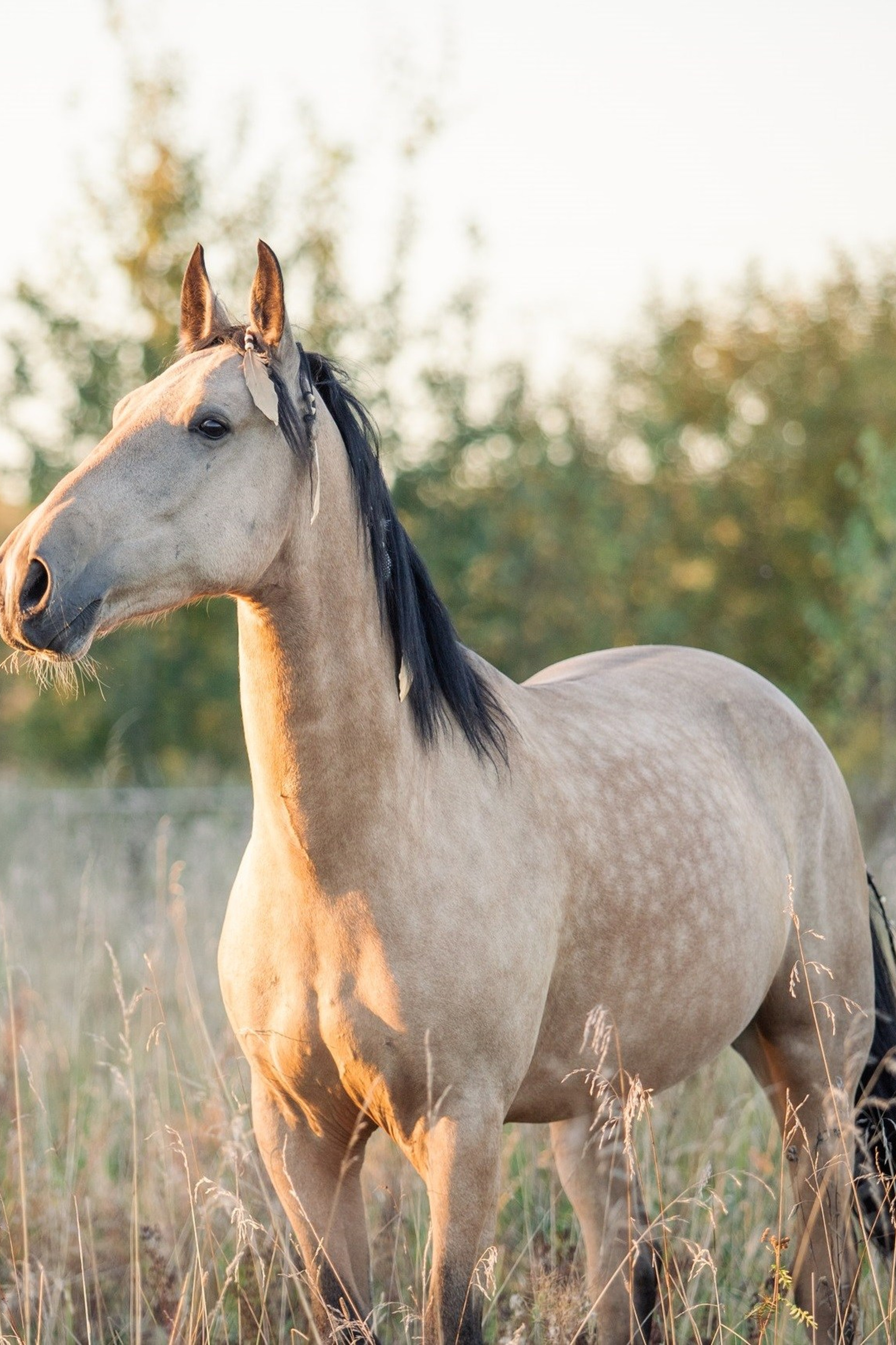 Отзывы. Фотосессии с лошадьми в Москве и МО