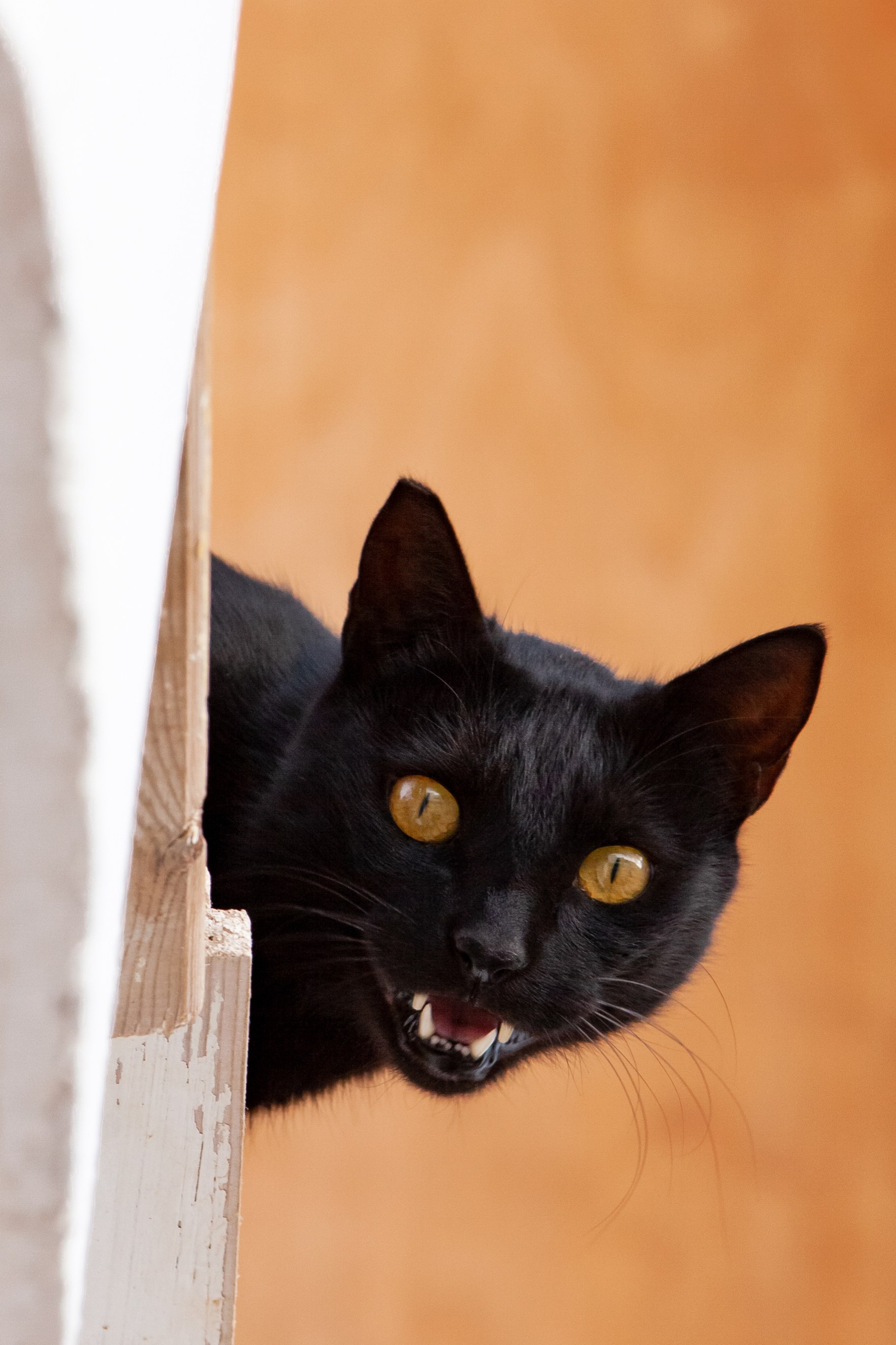 Рубрика Котиков