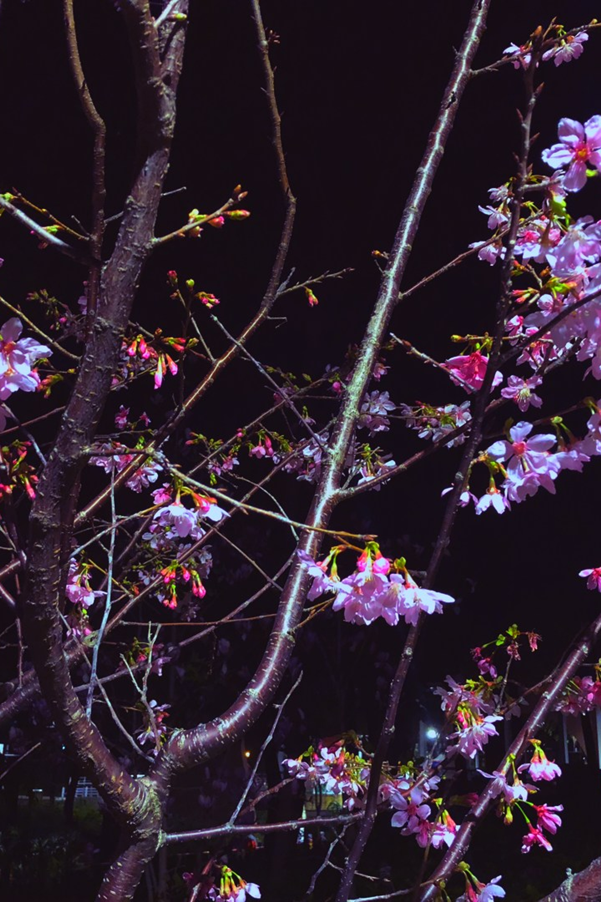 Hong Kong Doc / Гонконг Док