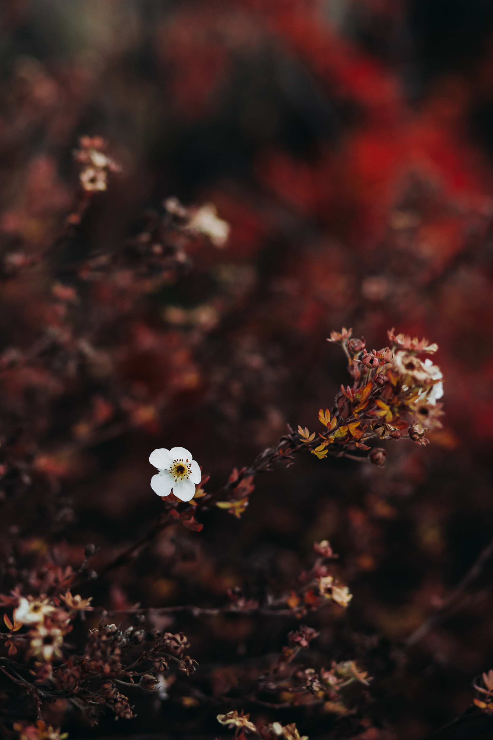 Осенние цветы