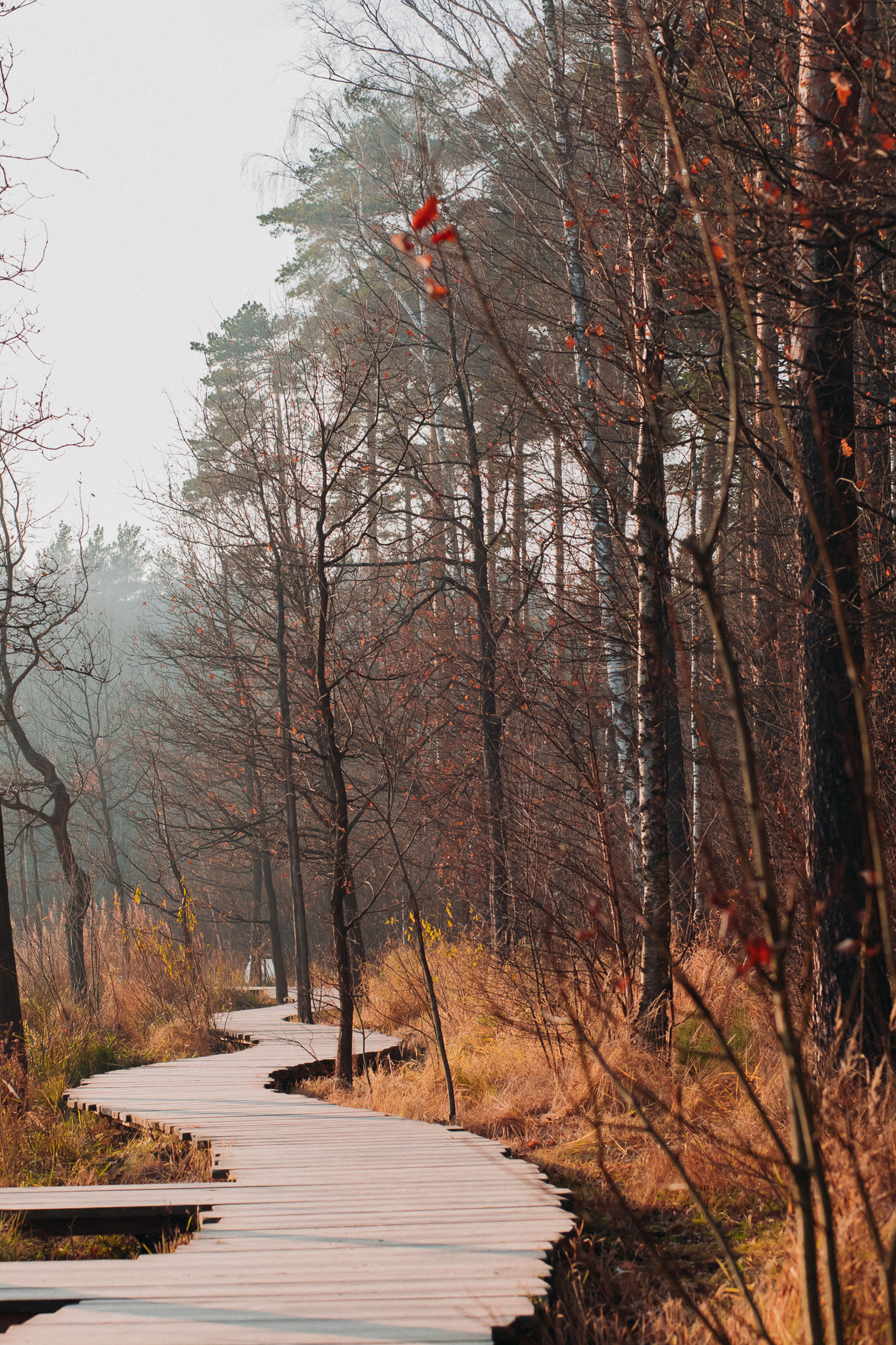 Мещерский лес