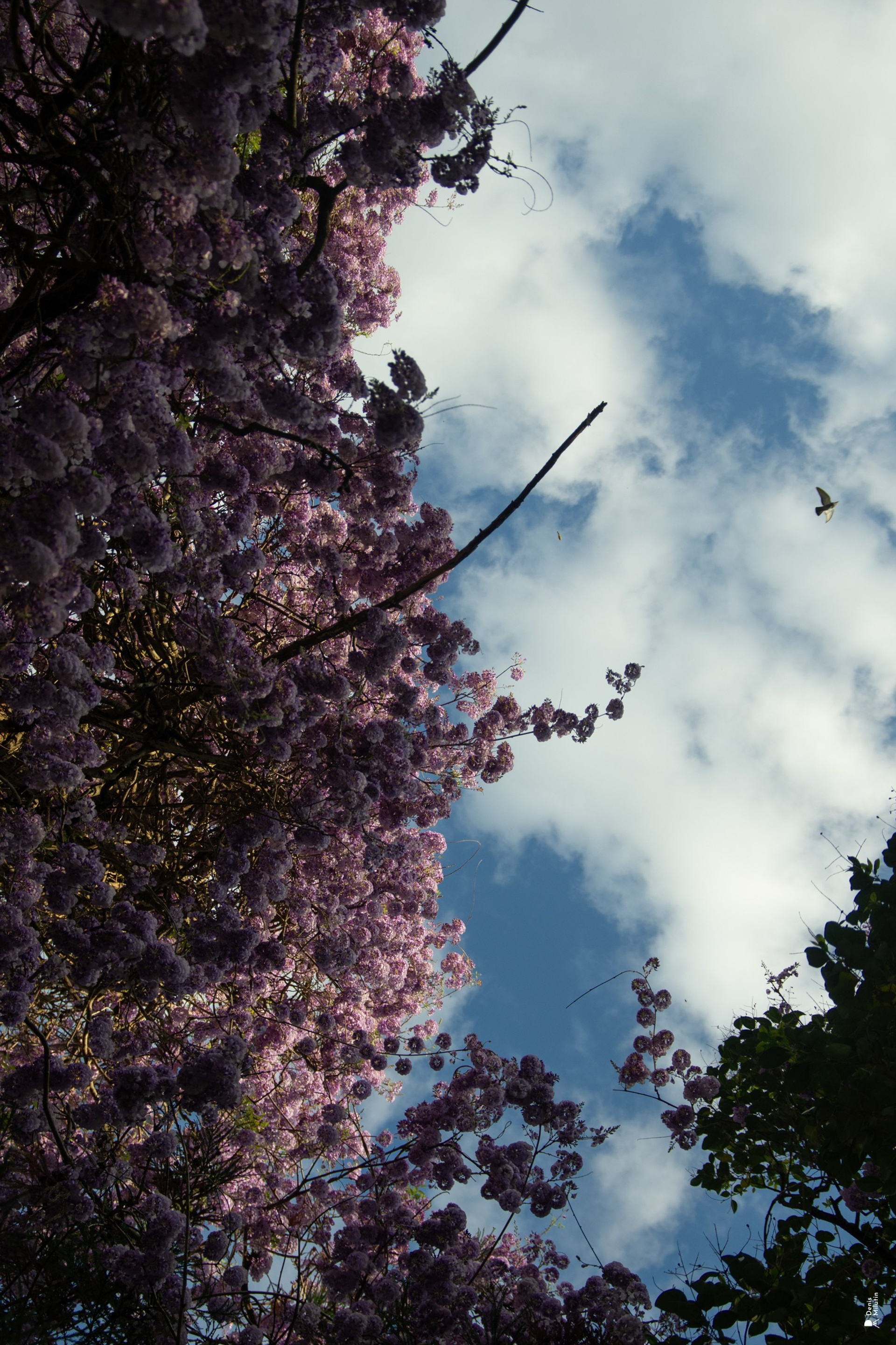 История. Портретный фотограф Денис Милютин