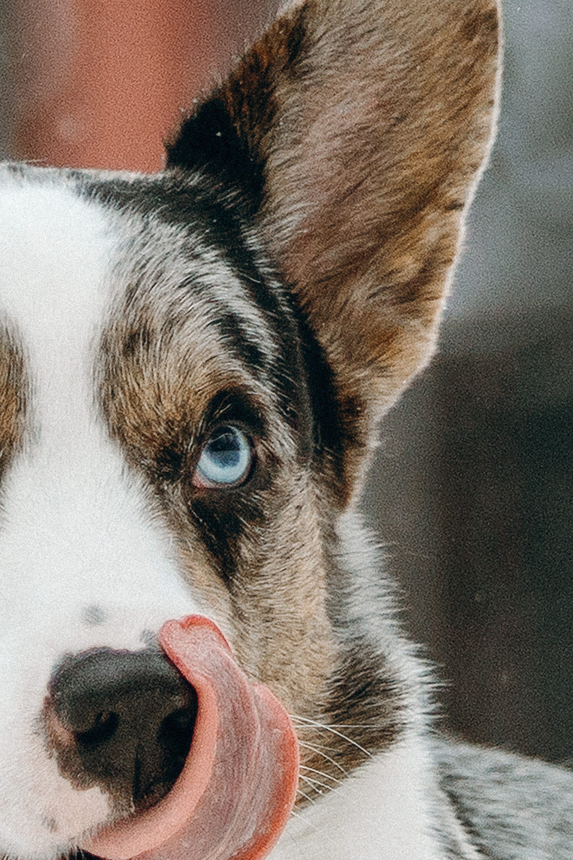 Отзывы. Фотограф. Фотограф-анималист. Москва