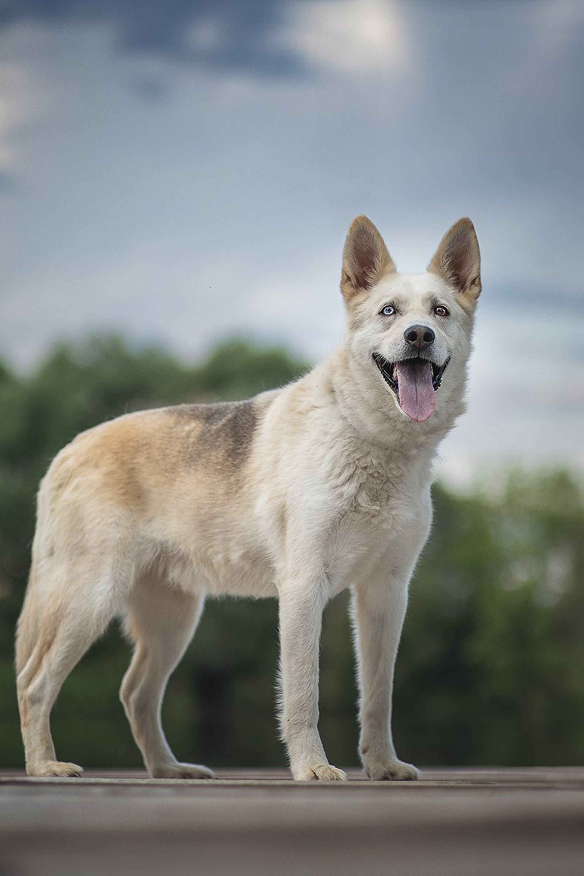 ИЩУТ ДОМ. Фотограф-анималист в Москве и Подмосковье