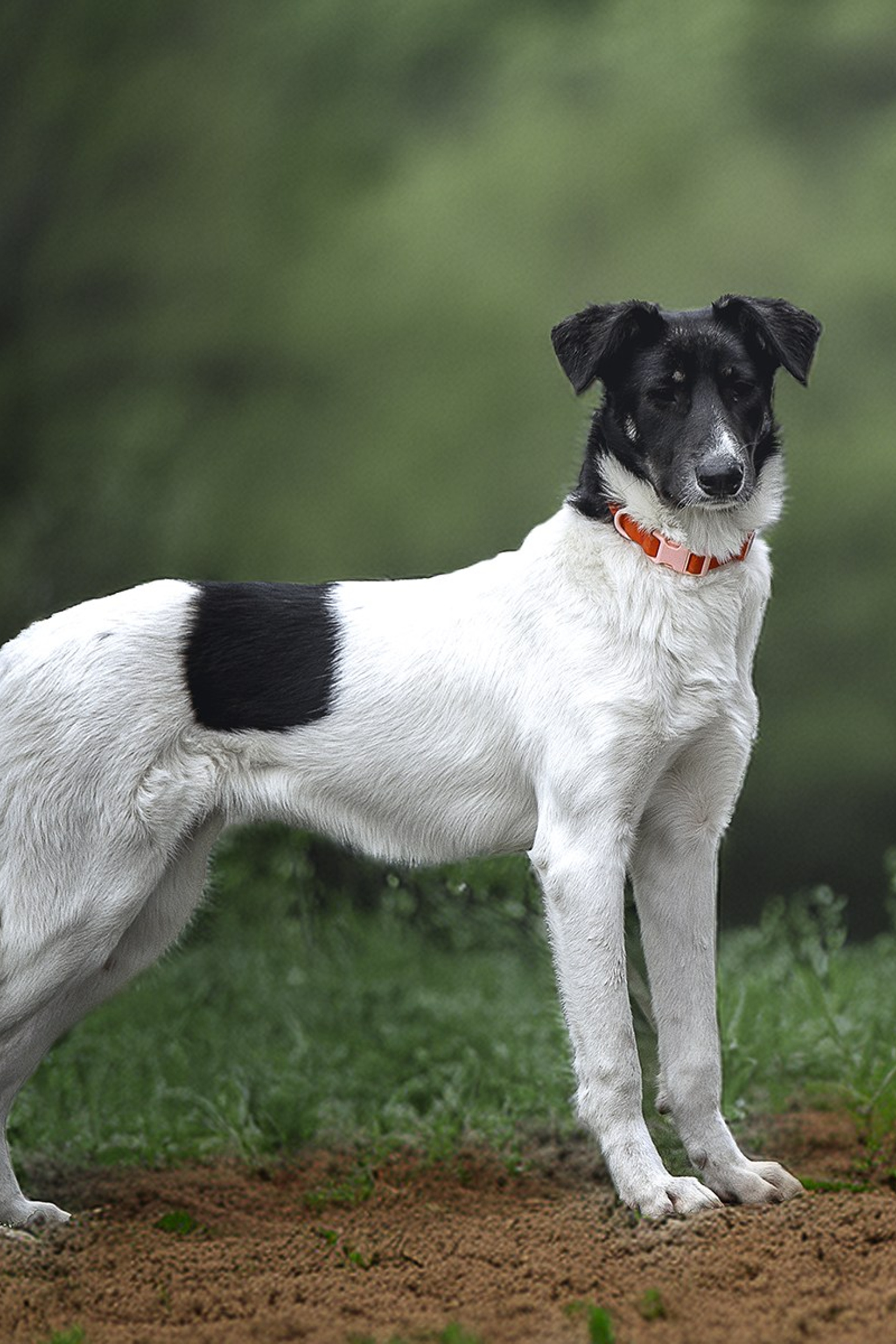ИЩУТ ДОМ. Фотограф-анималист в Москве и Подмосковье