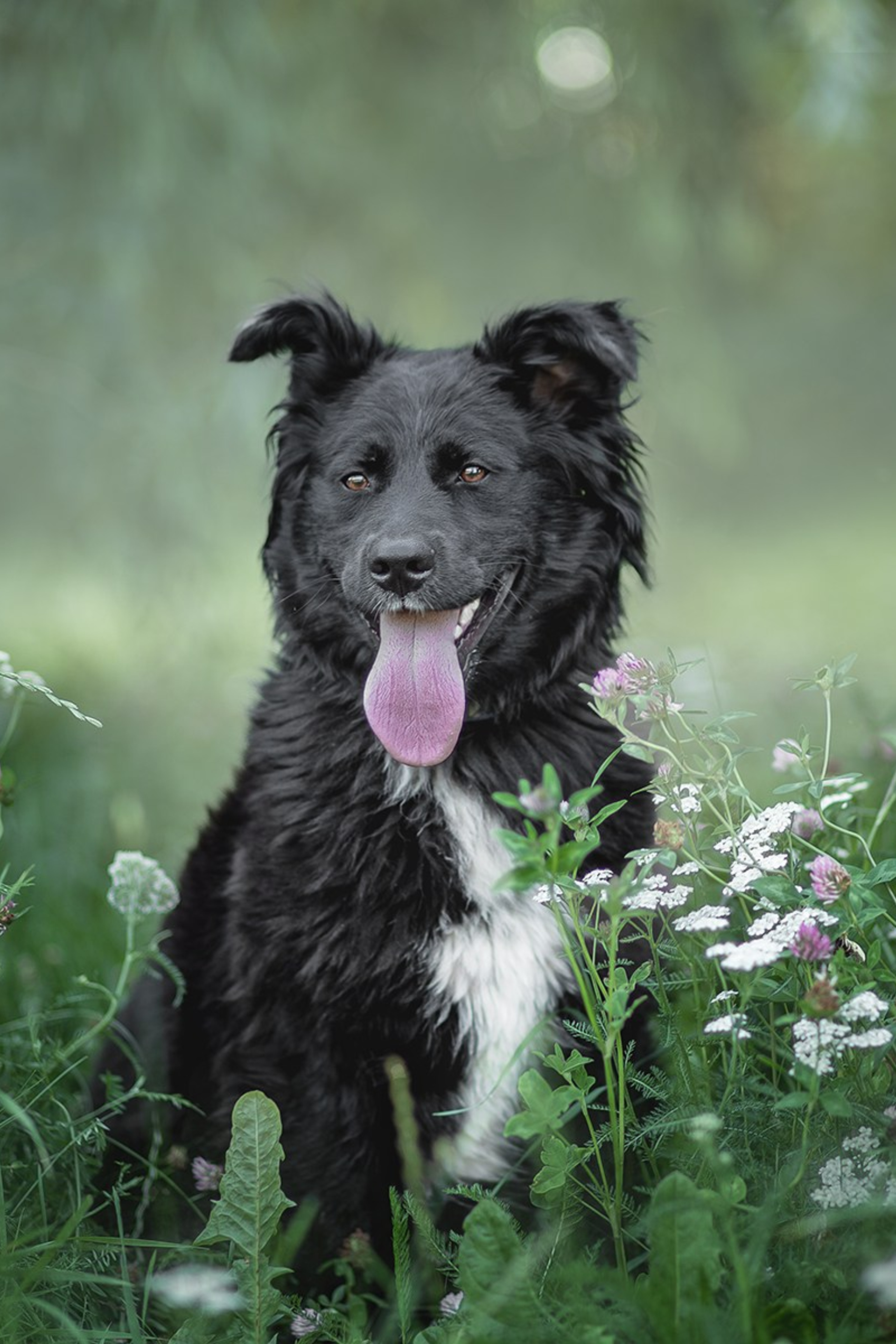 НАШЛИ ДОМ. Фотограф-анималист в Москве и Подмосковье