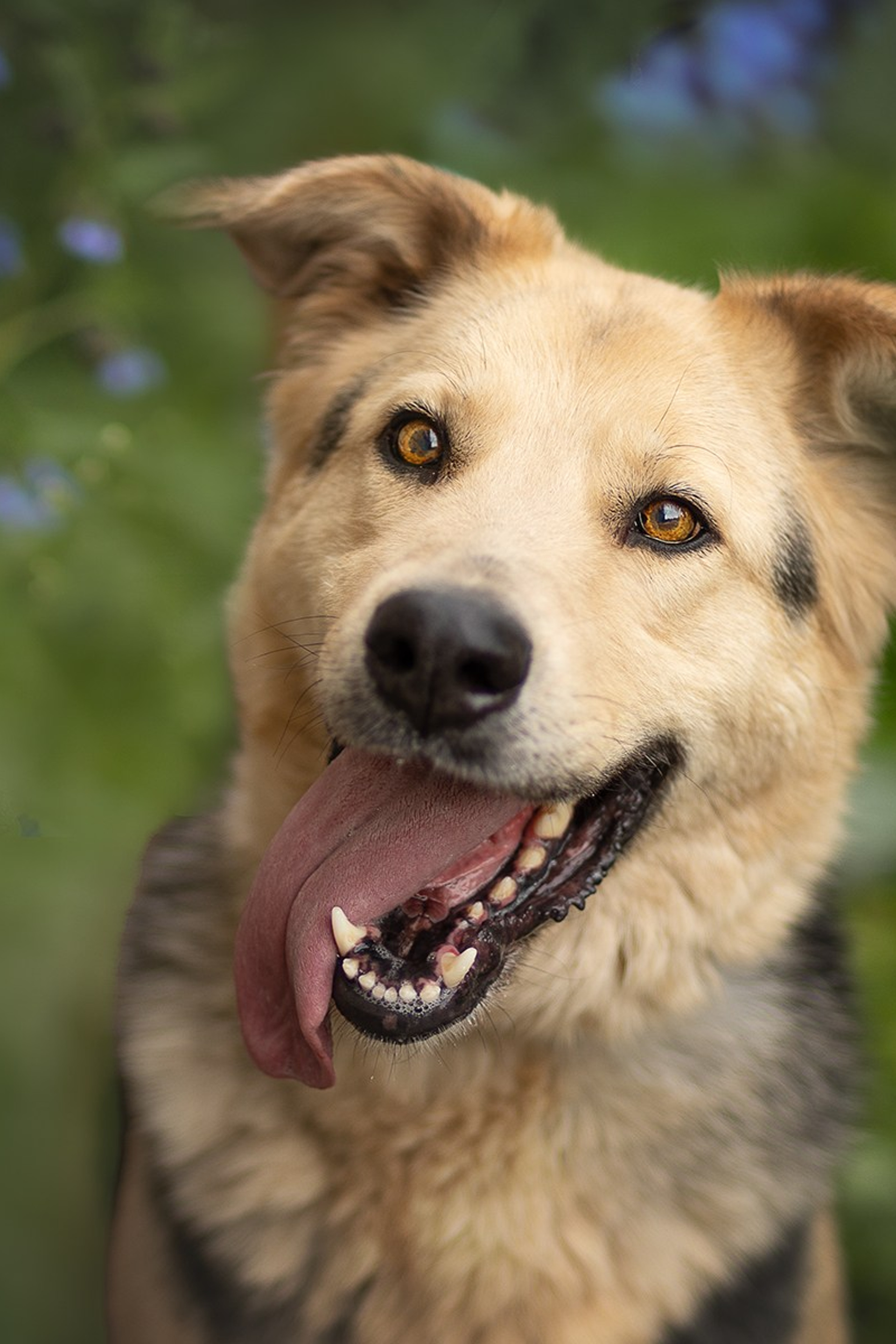 ИЩУТ ДОМ. Фотограф-анималист в Москве и Подмосковье