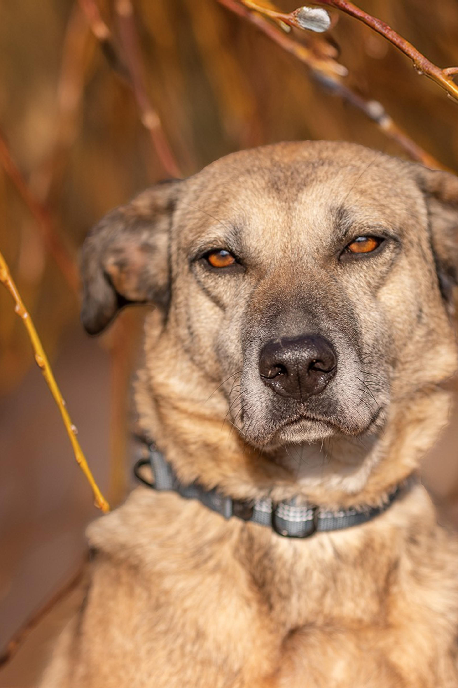 ИЩУТ ДОМ. Фотограф-анималист в Москве и Подмосковье