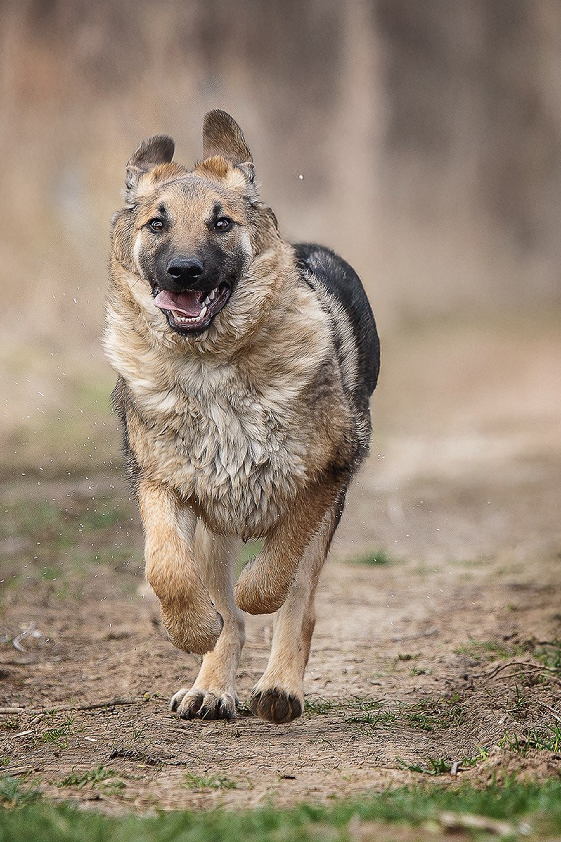 НАШЛИ ДОМ. Фотограф-анималист в Москве и Подмосковье