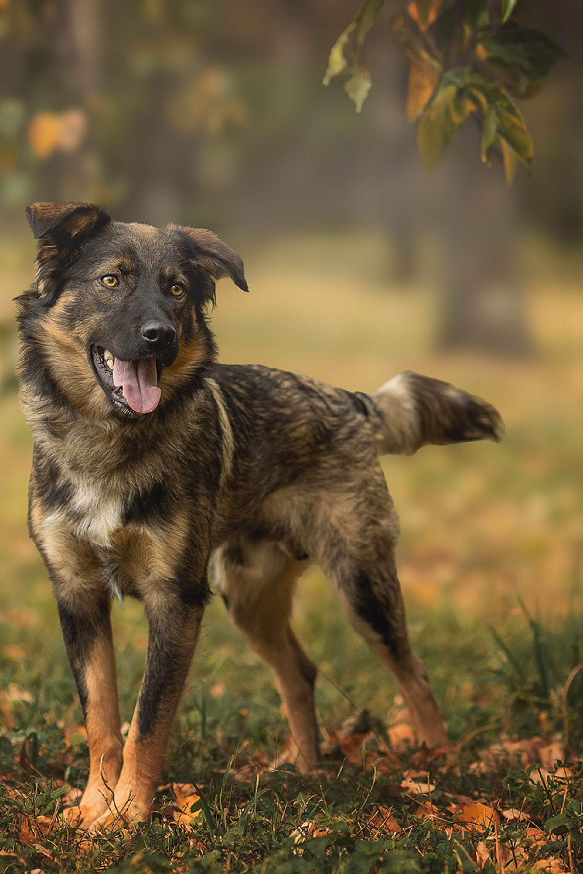 НАШЛИ ДОМ. Фотограф-анималист в Москве и Подмосковье