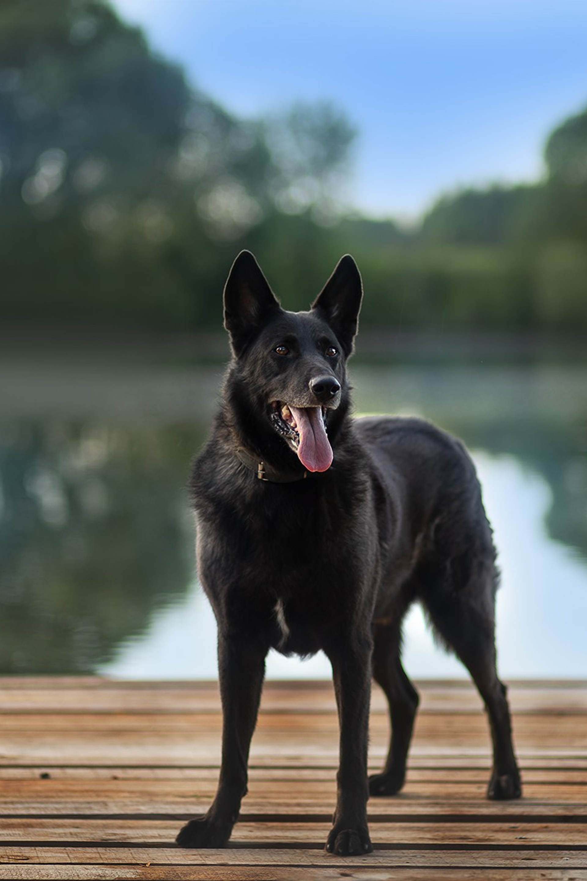 ИЩУТ ДОМ. Фотограф-анималист в Москве и Подмосковье