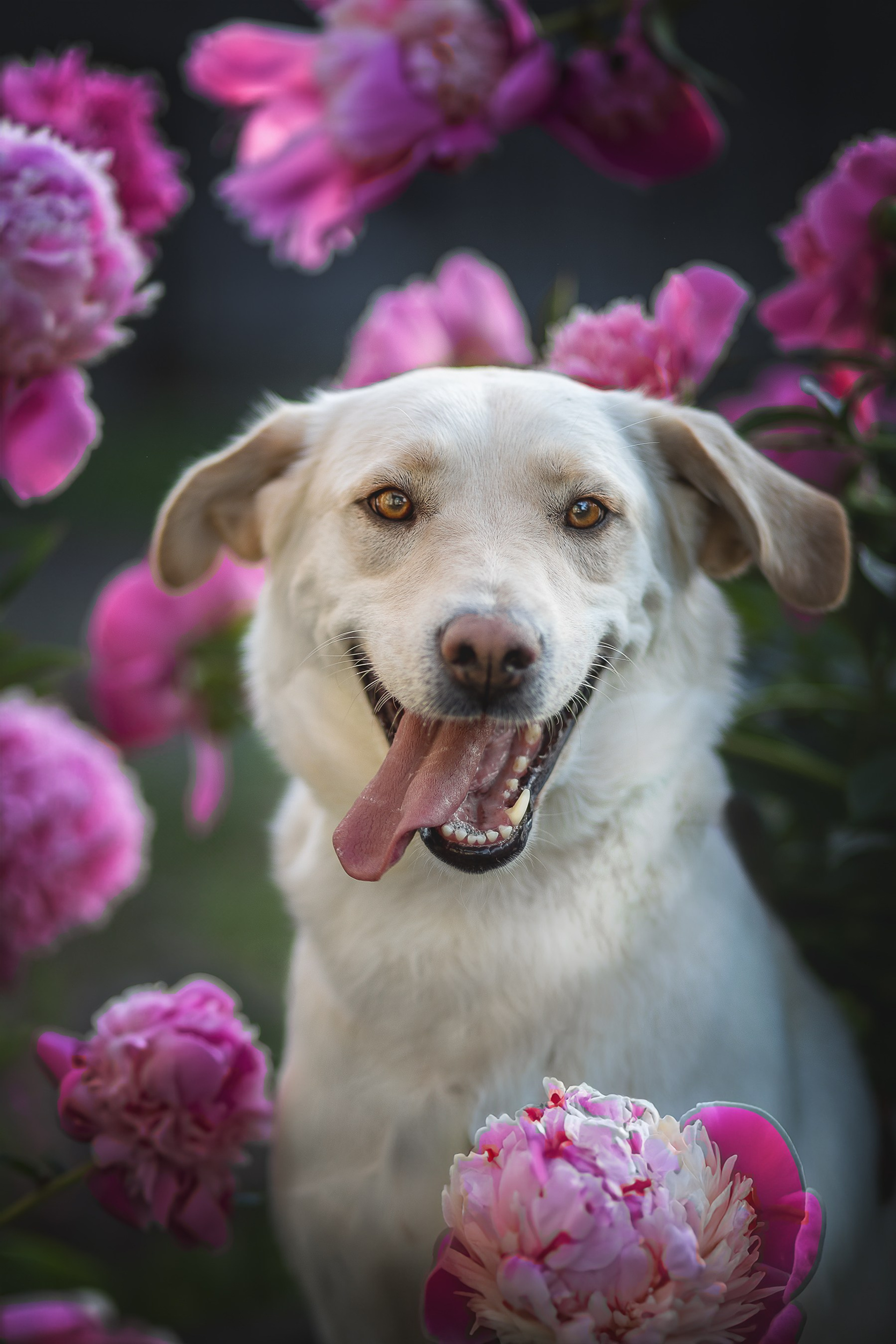 НАШЛИ ДОМ. Фотограф-анималист в Москве и Подмосковье