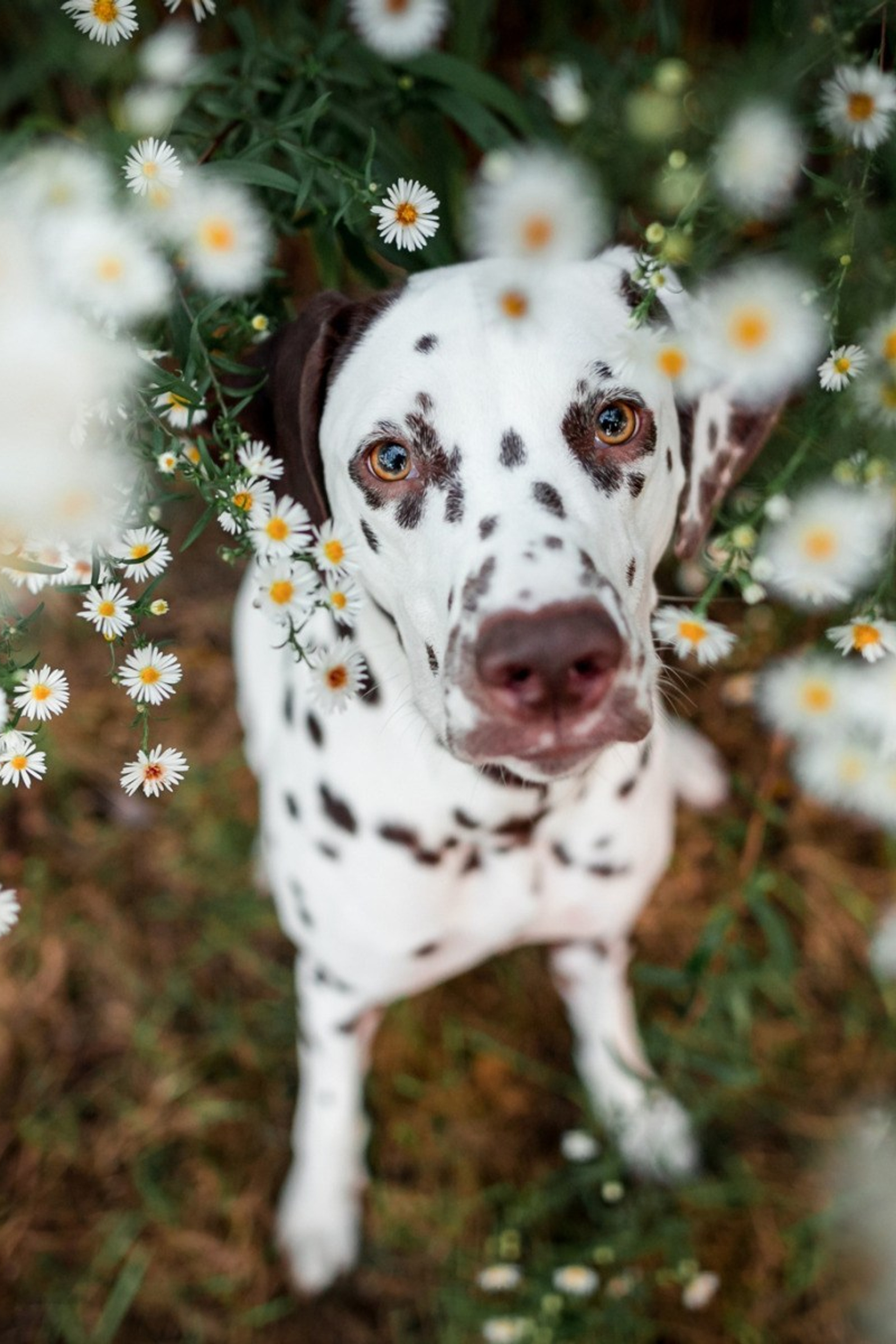 Истории. Конный фотограф в Челябинске Стромова Ольга