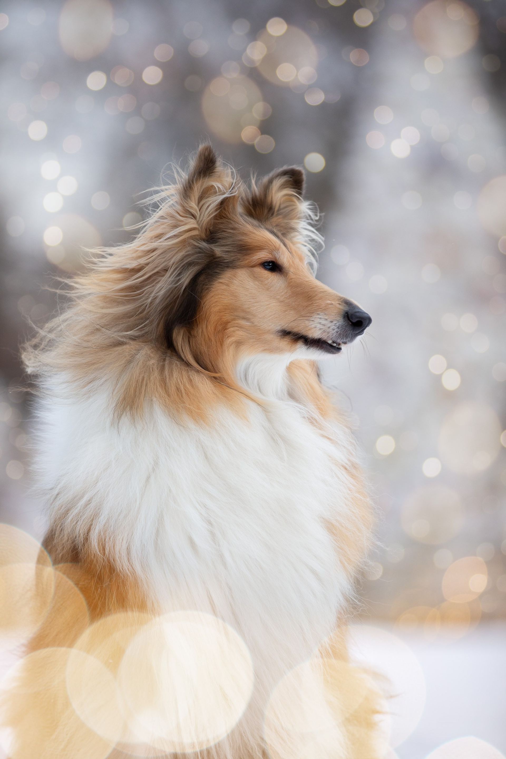 Анонс городской съемки с собакой. Фотограф-анималист в Москве и Московской области Татьяна Фролова