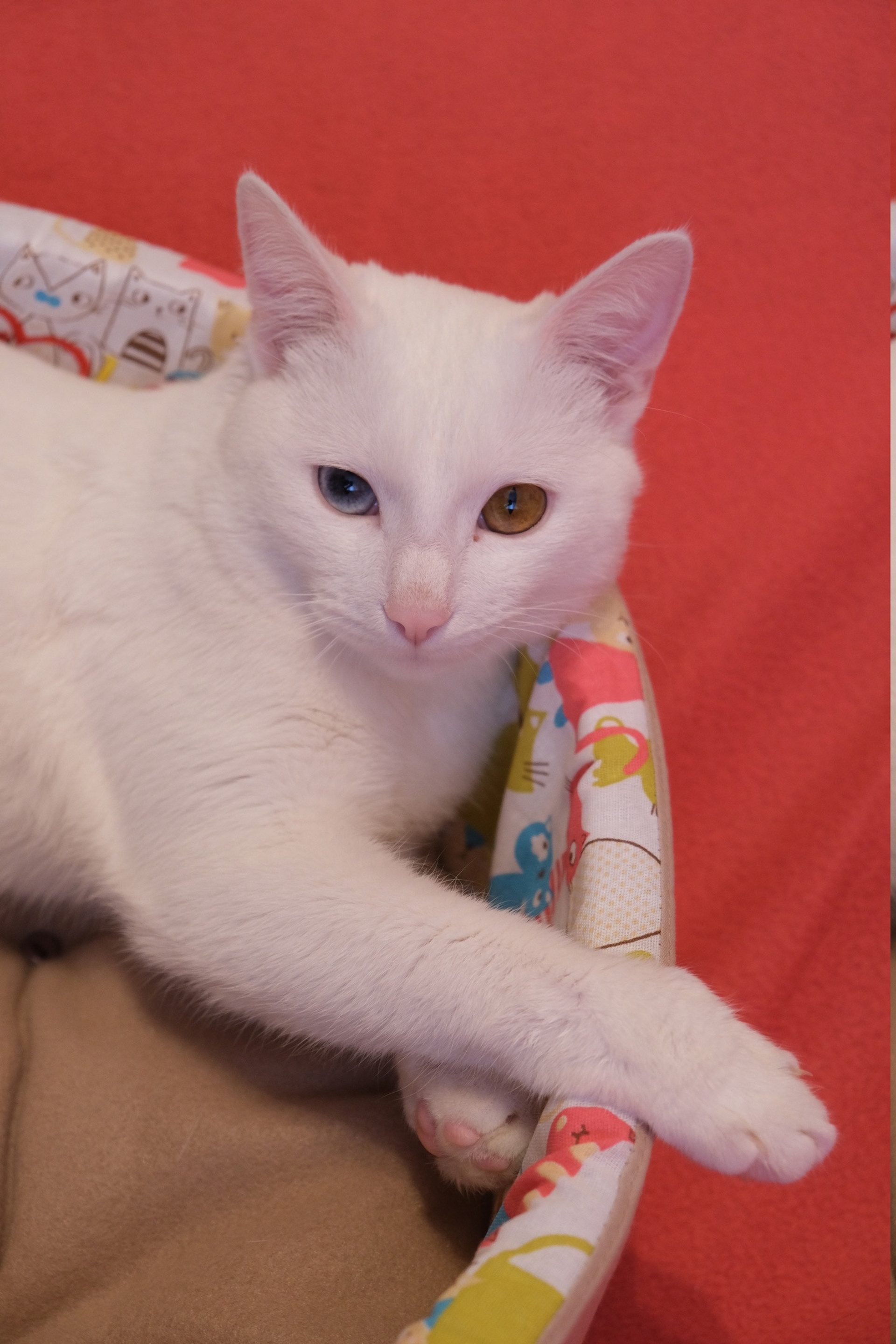 Портфолио.Съемки с кошками для маркетплейсов | Sale Easy